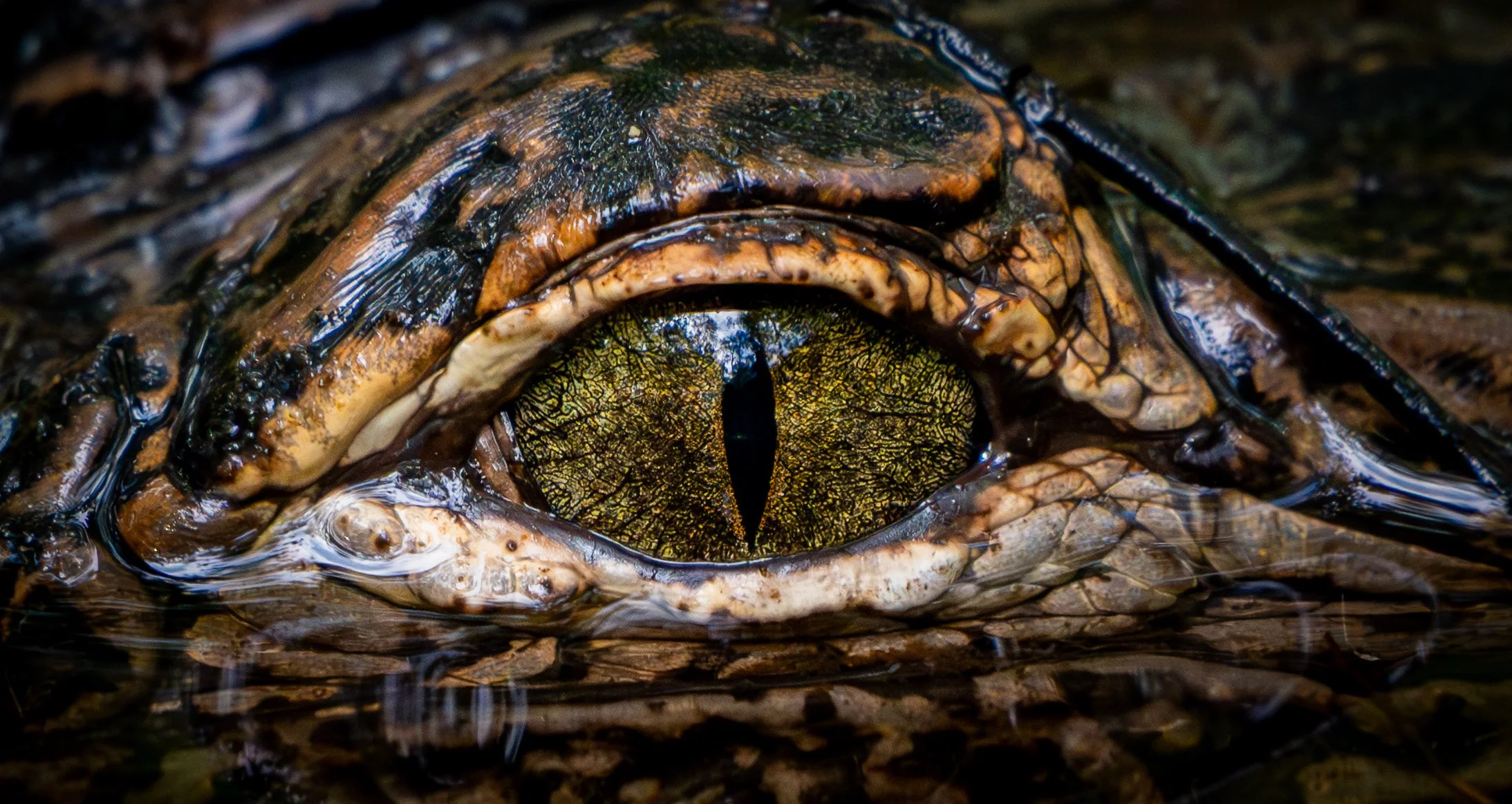 Ever Watchful, Alligator, Ponchatoula, LA