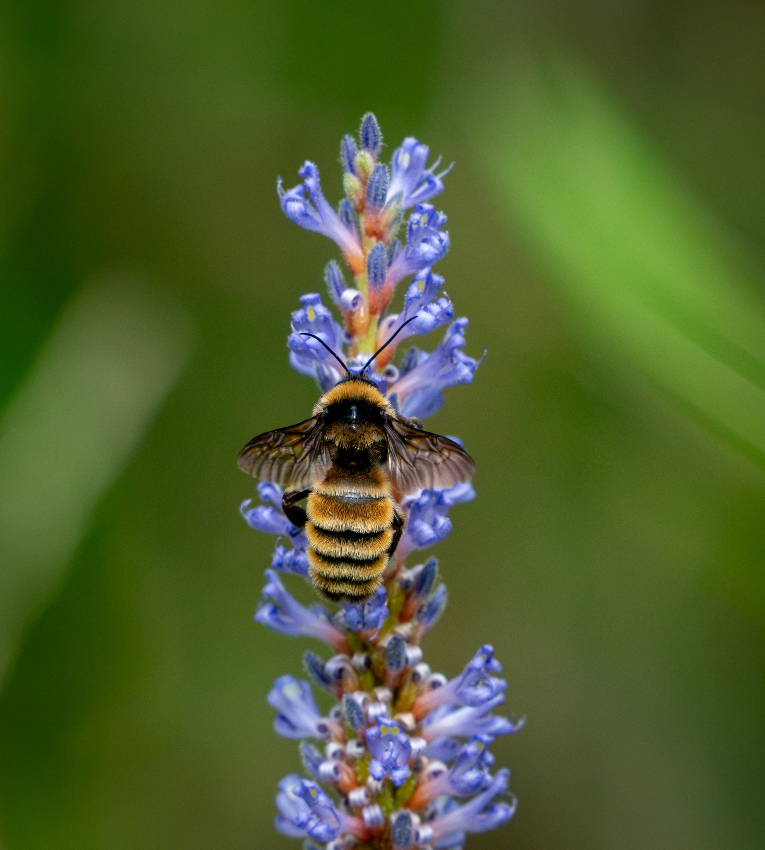 Pollinating Princess, Madisonville, LA