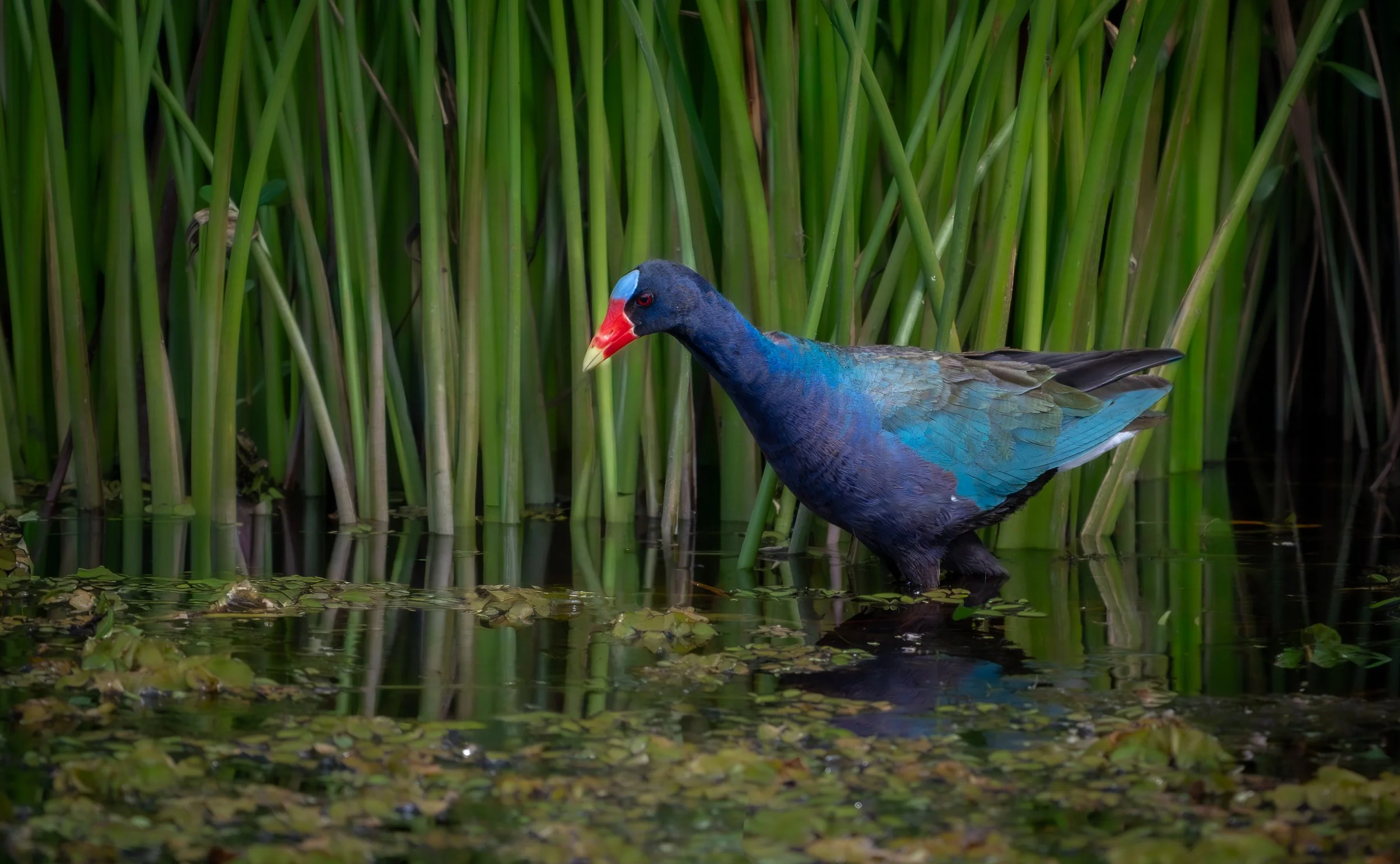 Purple Gallinule at Lake Rd - May 2026 - 7.jpg