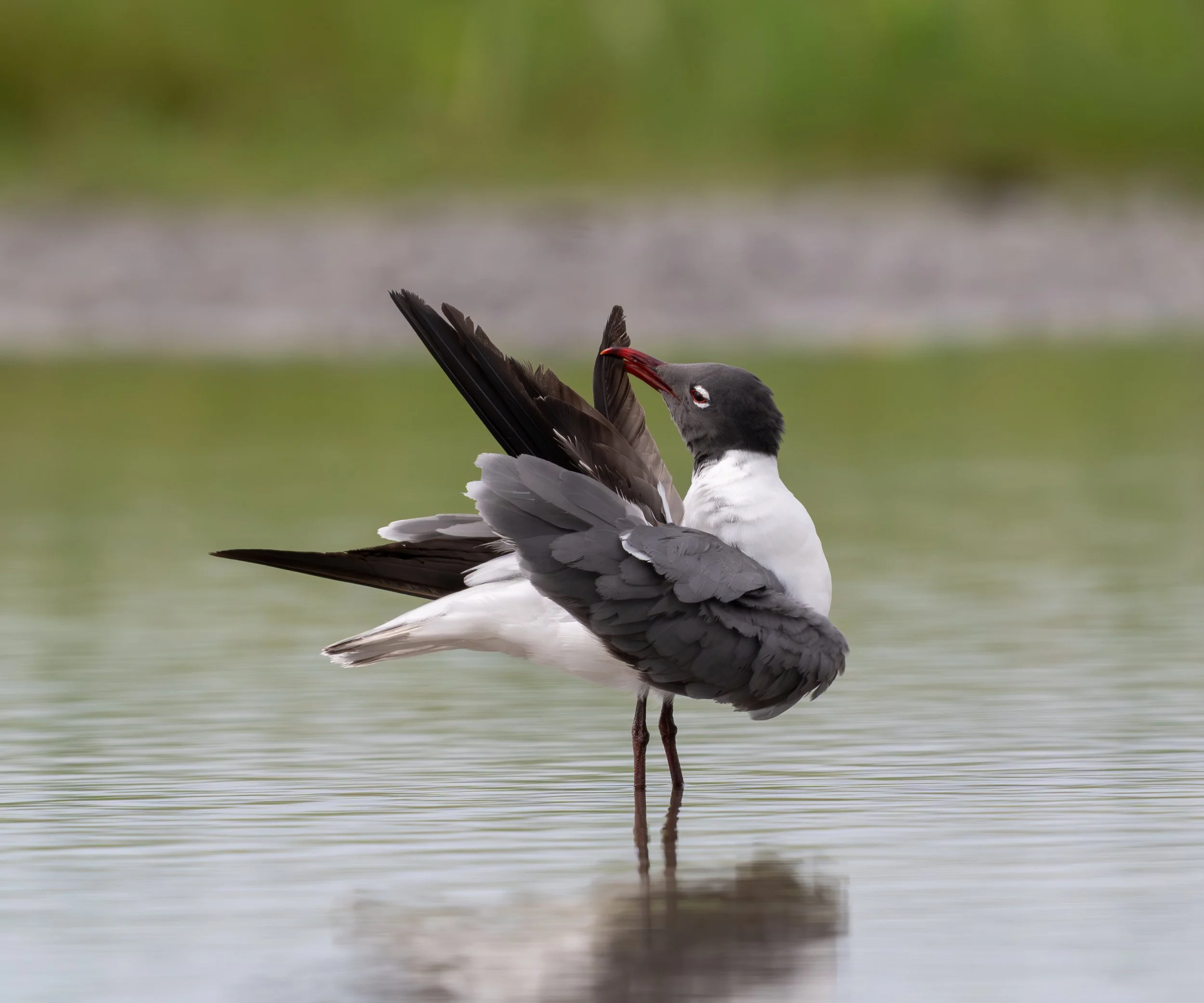 Prestigious Preener - Laughing Gull, Lacombe, LA