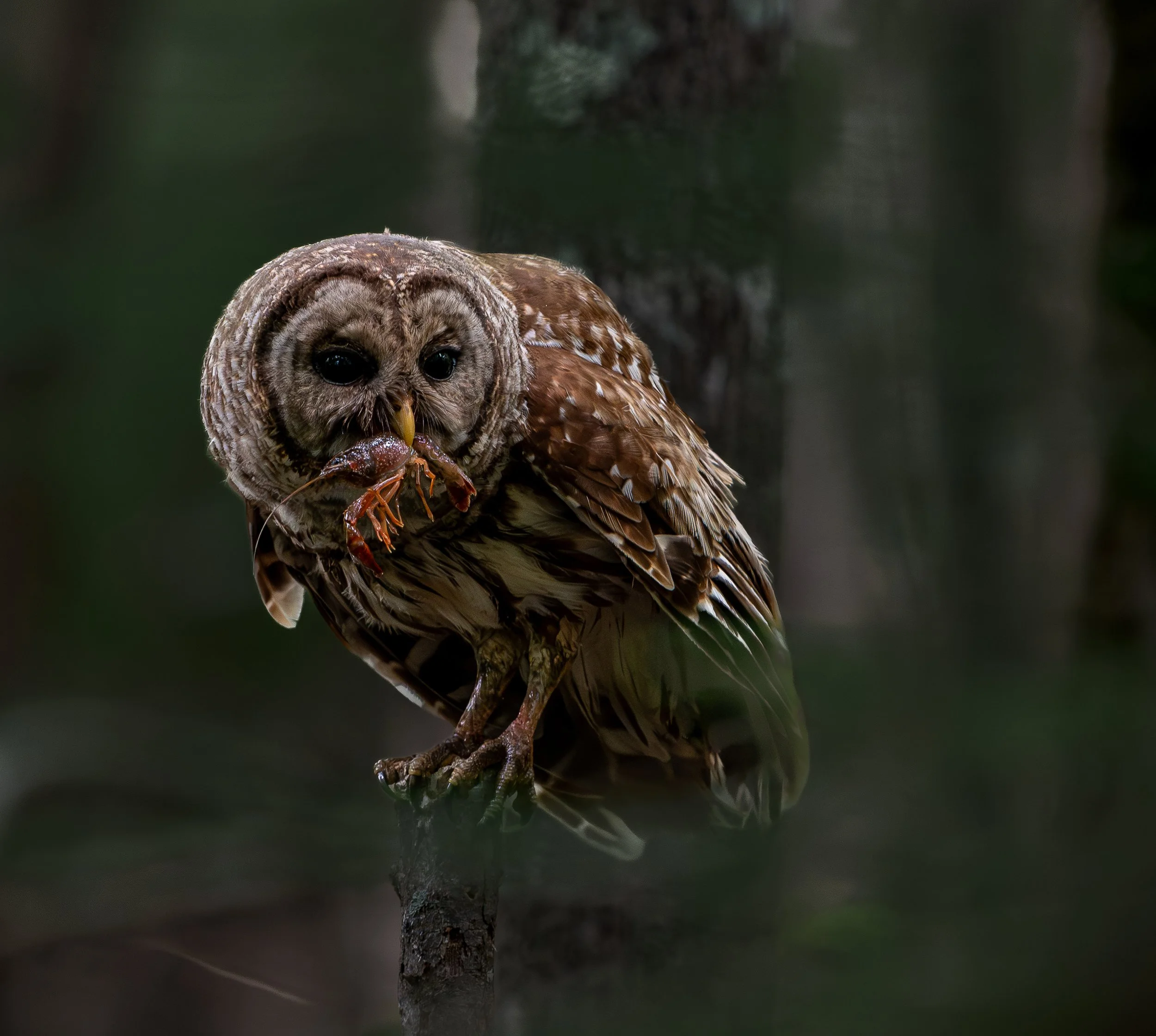 Hootie and the Crawfish, Tickfaw, LA