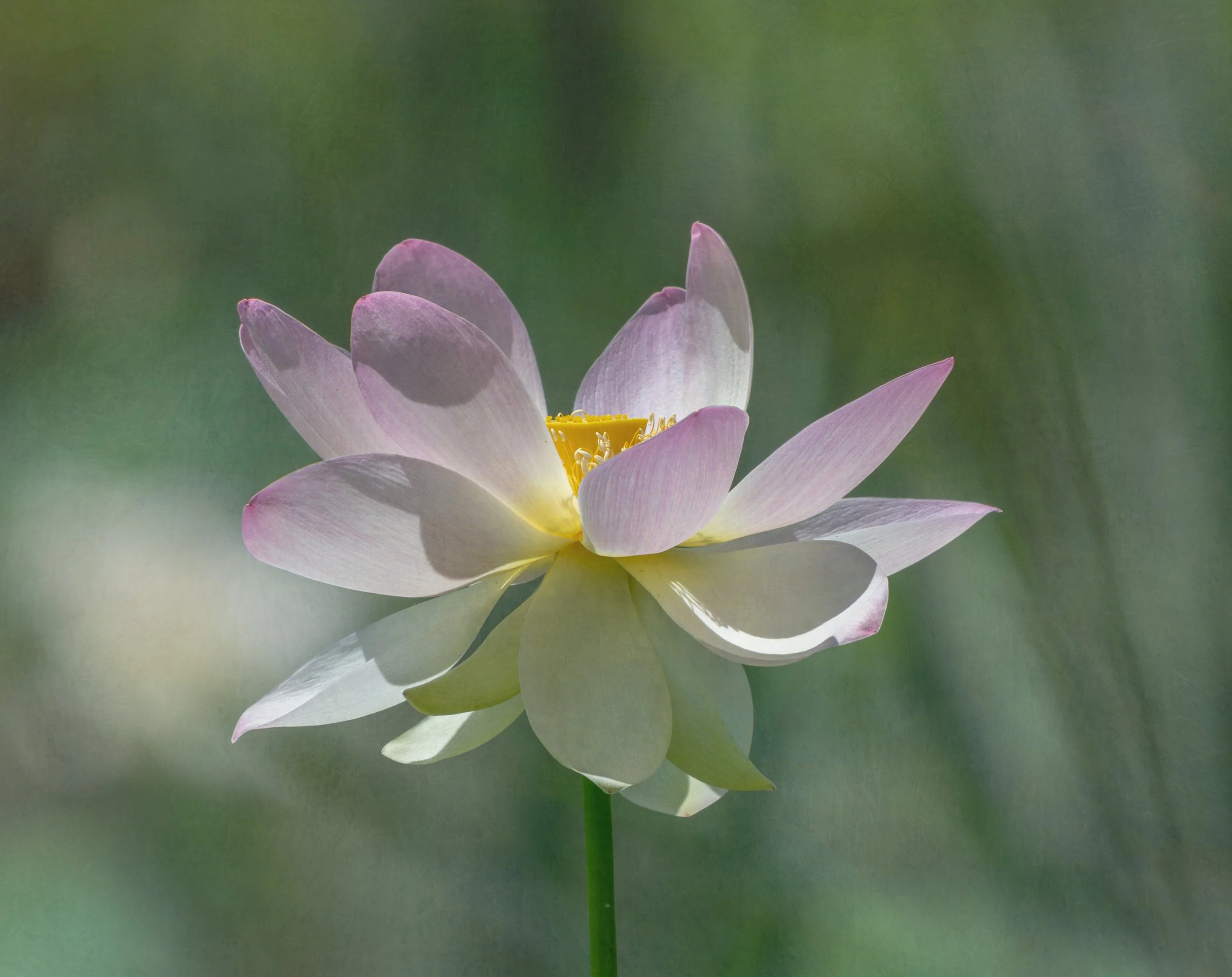 Grace Unfolding, Lotus, New Iberia, LA
