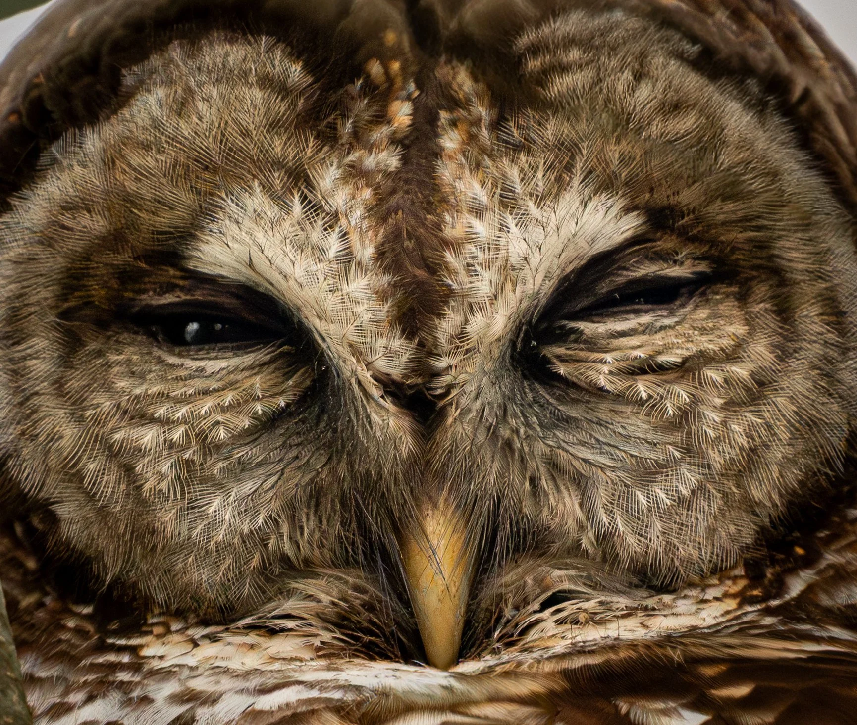 Do Not Disturb - Barred Owl, Tickfaw, LA