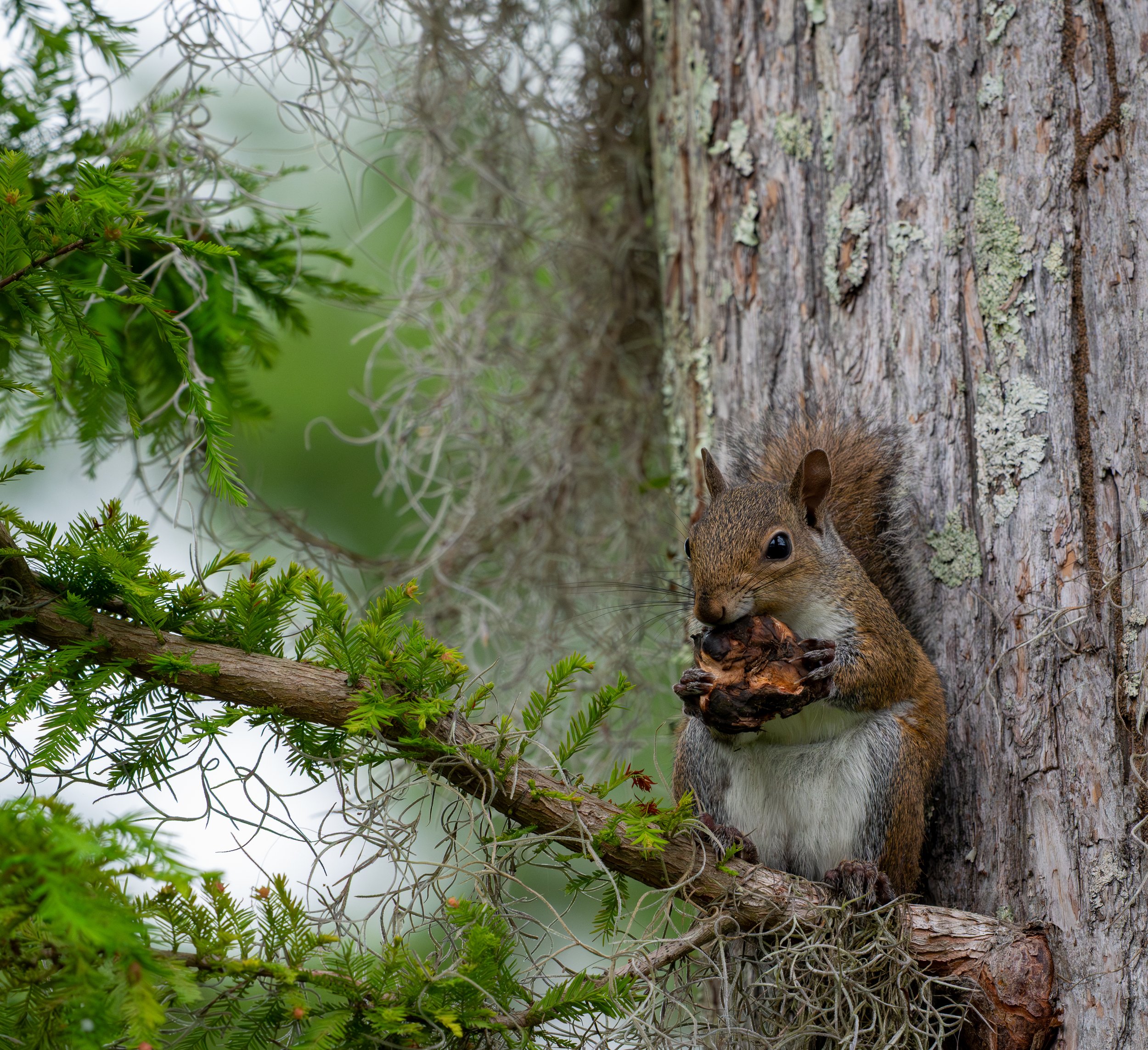 Lunch Break, Squirrel, Madisonville, LA