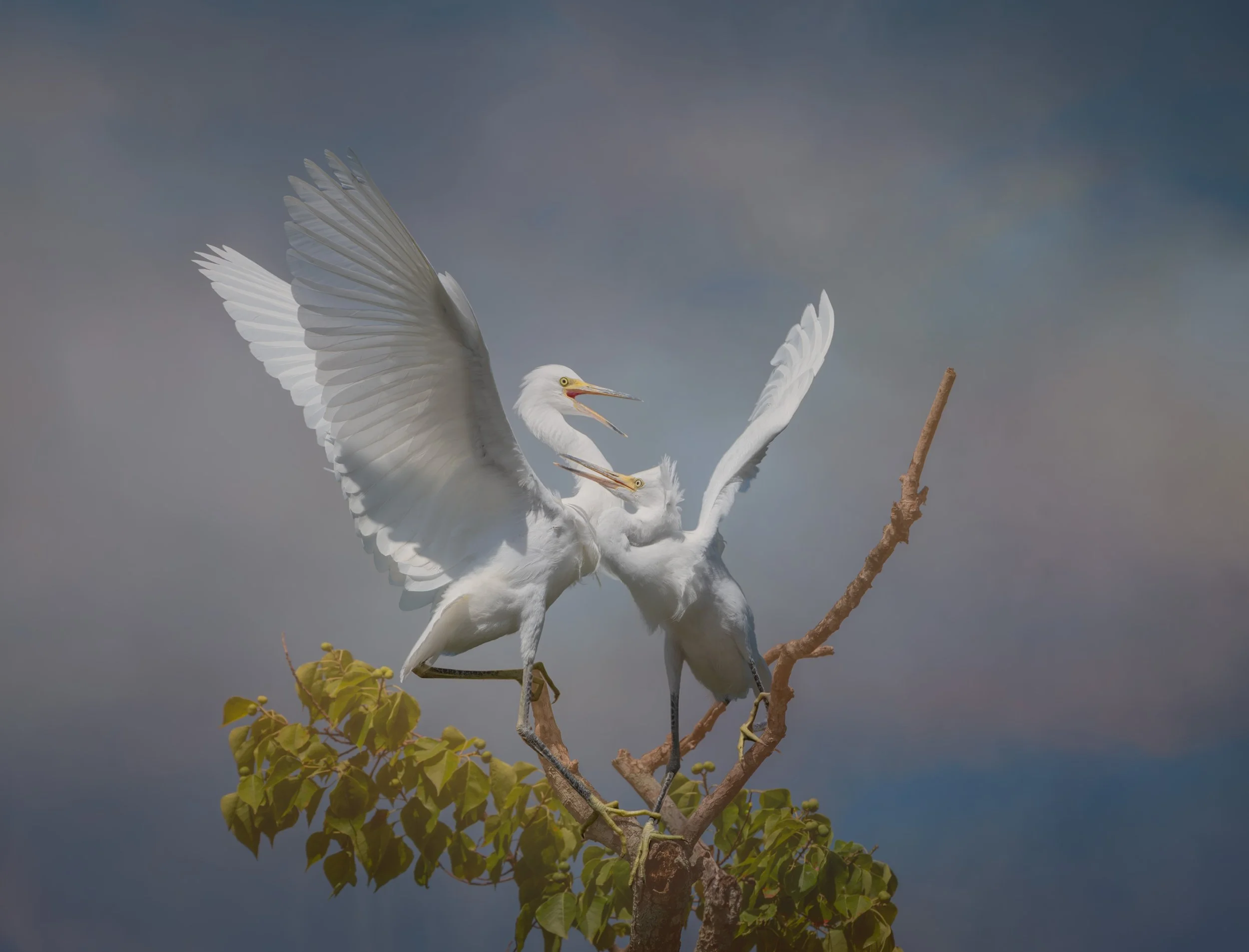 Pegasus, Snowy Egrets at New Iberia, LA