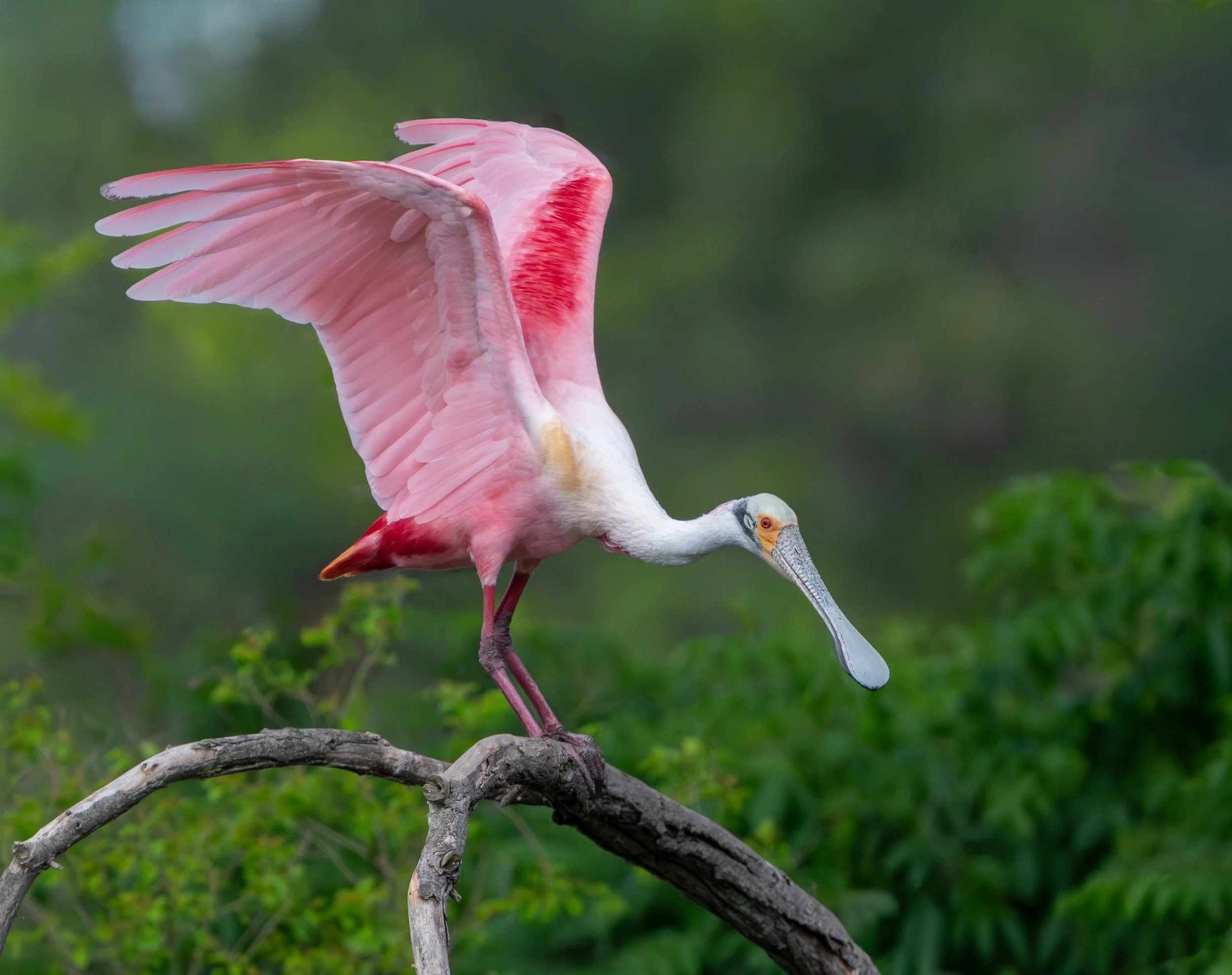 Bayou Ballet, Roseate Spoonbill, New Iberia, LA
