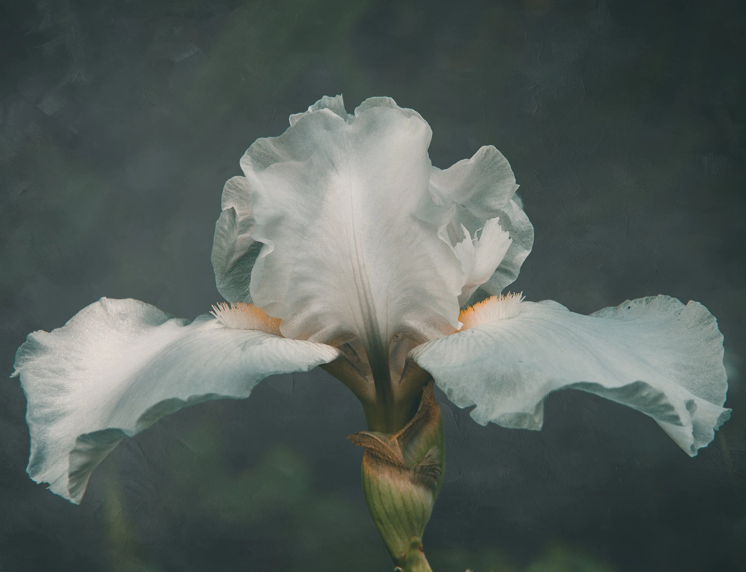 White Iris, Hammond, LA