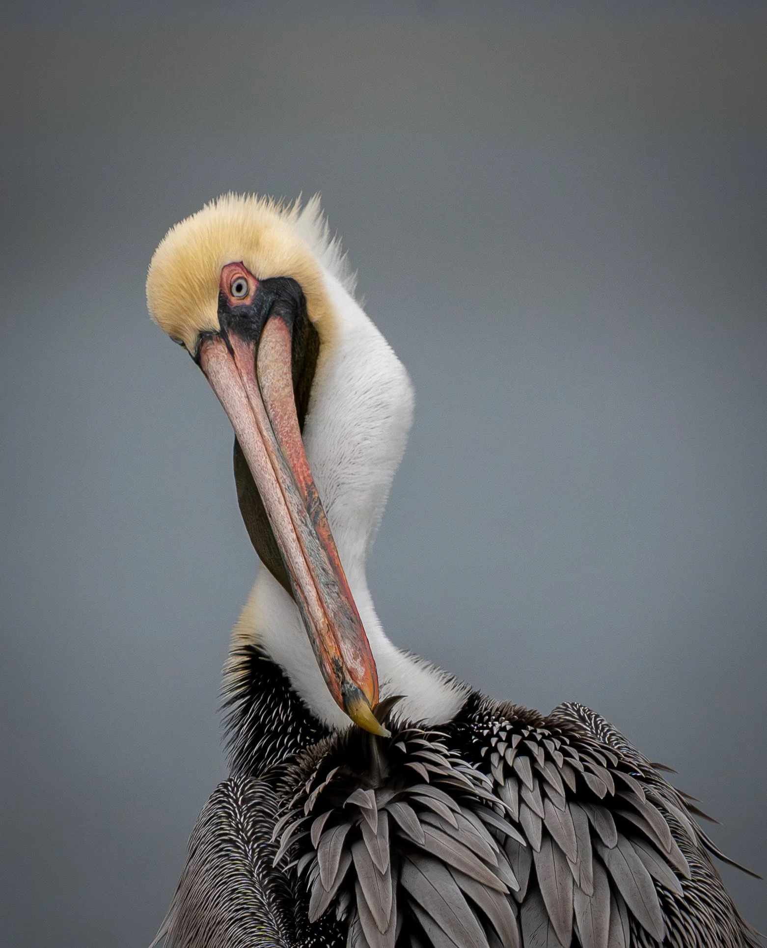 Quiet Vanity, Brown Pelican, New Orleans, LA