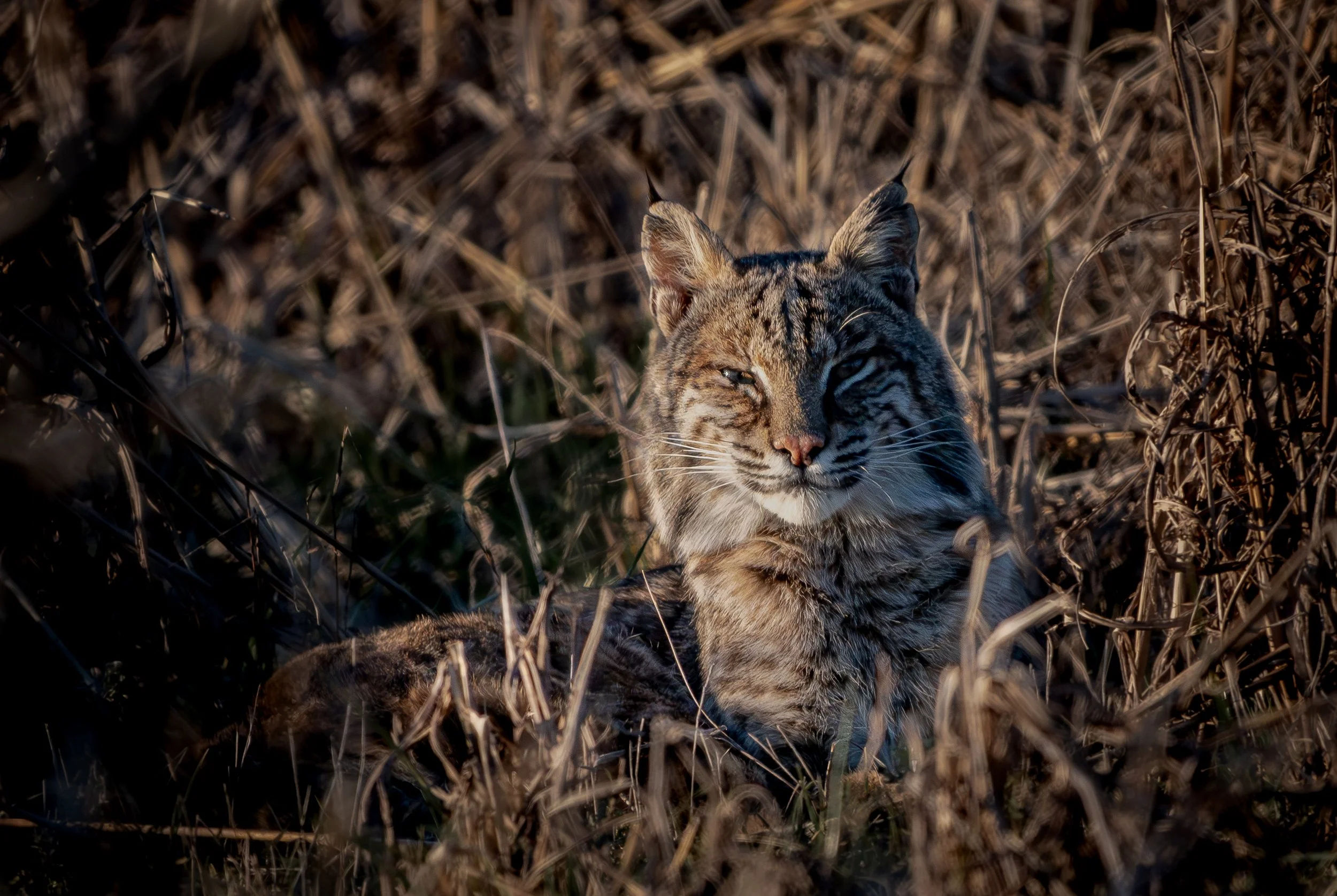 The Sentinel, Bobcat, Lake Charles, LA