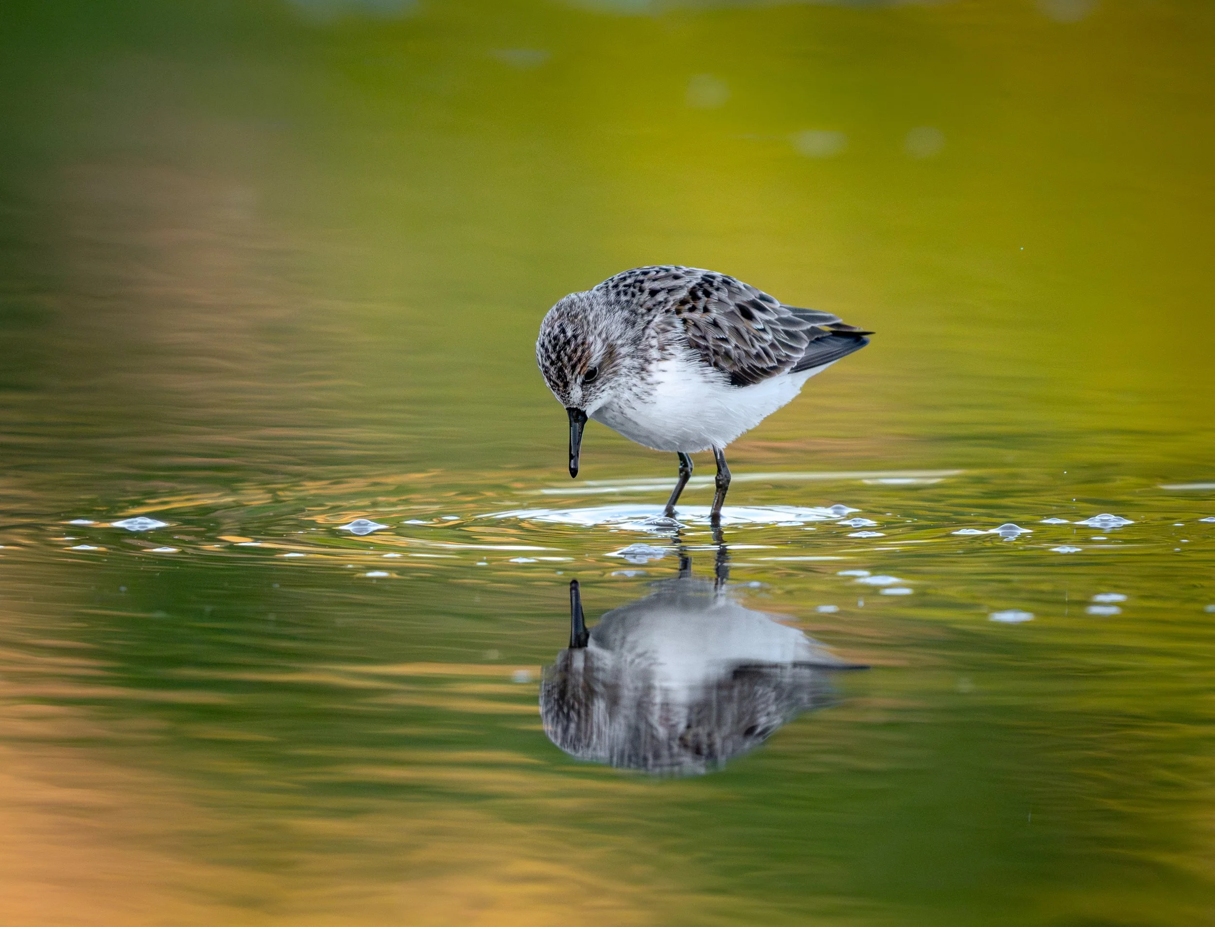 Semipalmated Sandpiper at Madisonville - April 2026 - 10.jpg