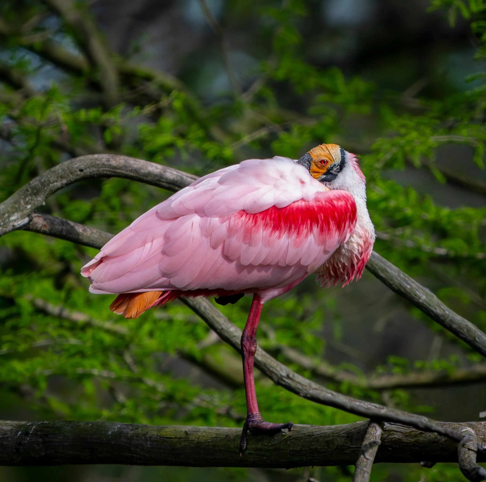 Roseate Spoonbill at Rips - March 2026 - 1.jpg