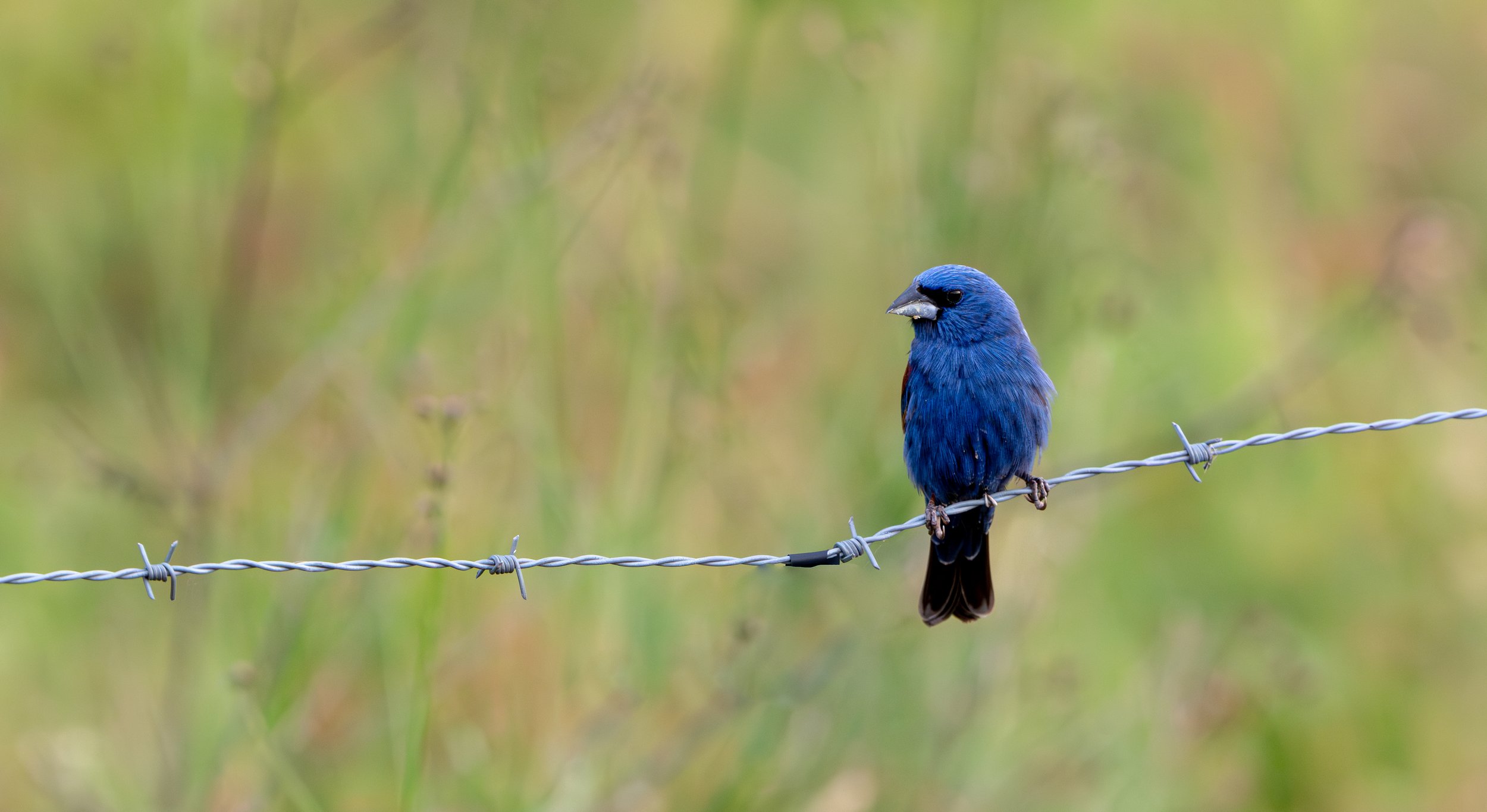 Blue Grosbeak 1.JPEG