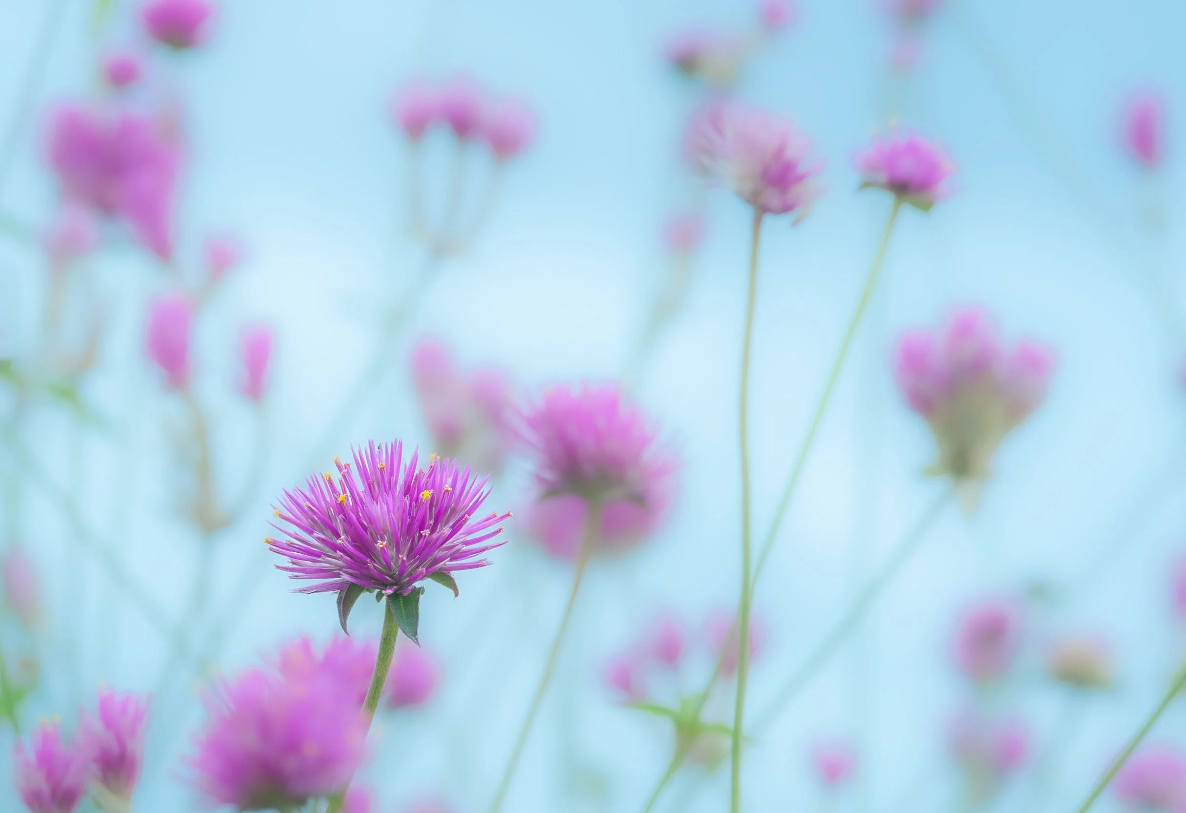 Gomphrena, Hammond, LA
