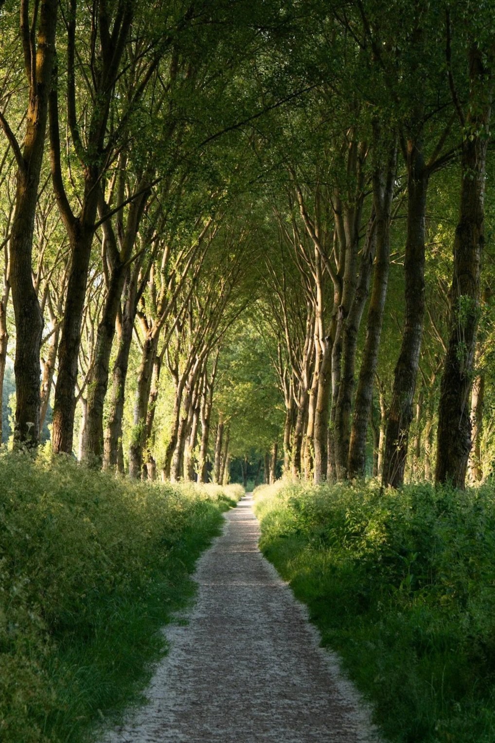 A serene dirt walking path winding through a green forest with tall trees forming a canopy overhead.