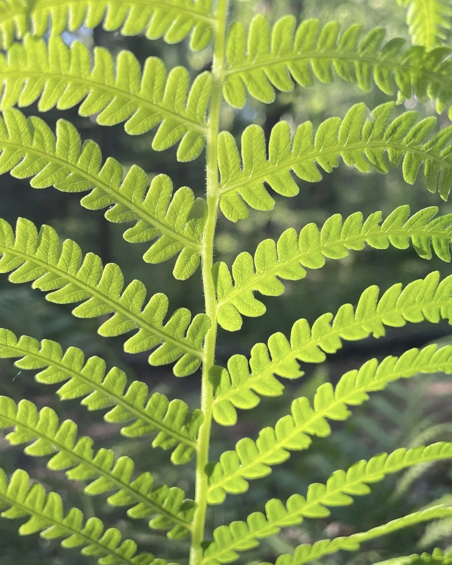 Close-up of vibrant green fern leaves with sunlight shining through.