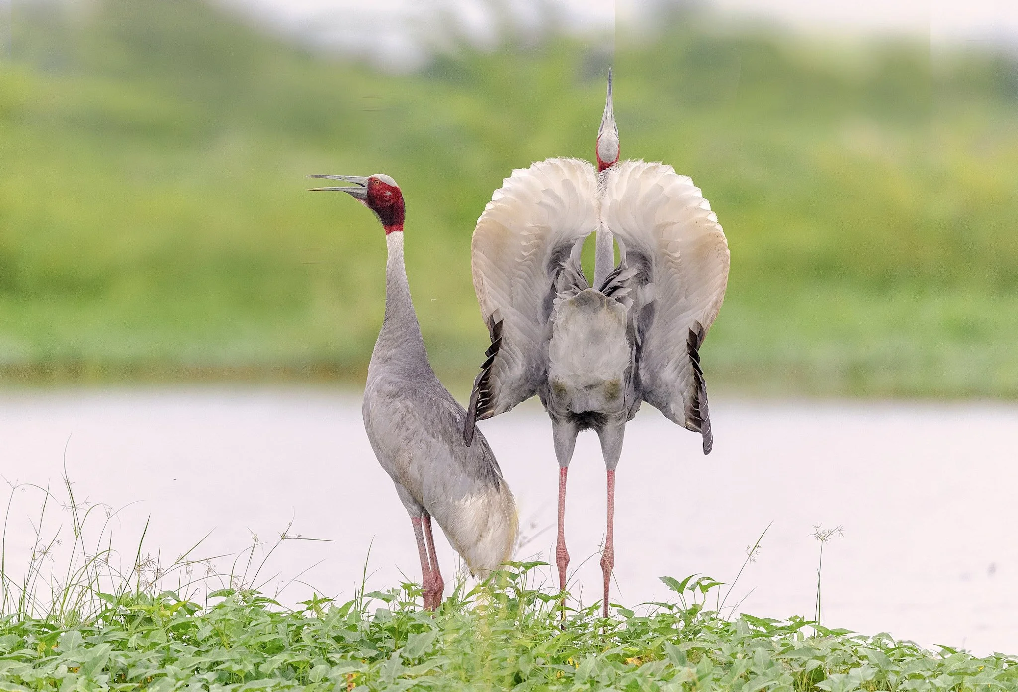 Sarus crane pair
