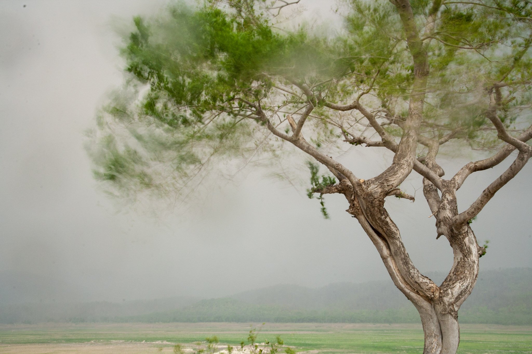 Tree in the mist, Bharatpur