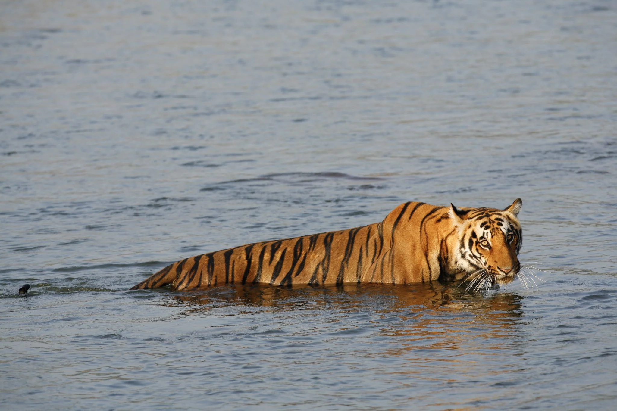 Tiger swimming, Ranthambhore, 2006