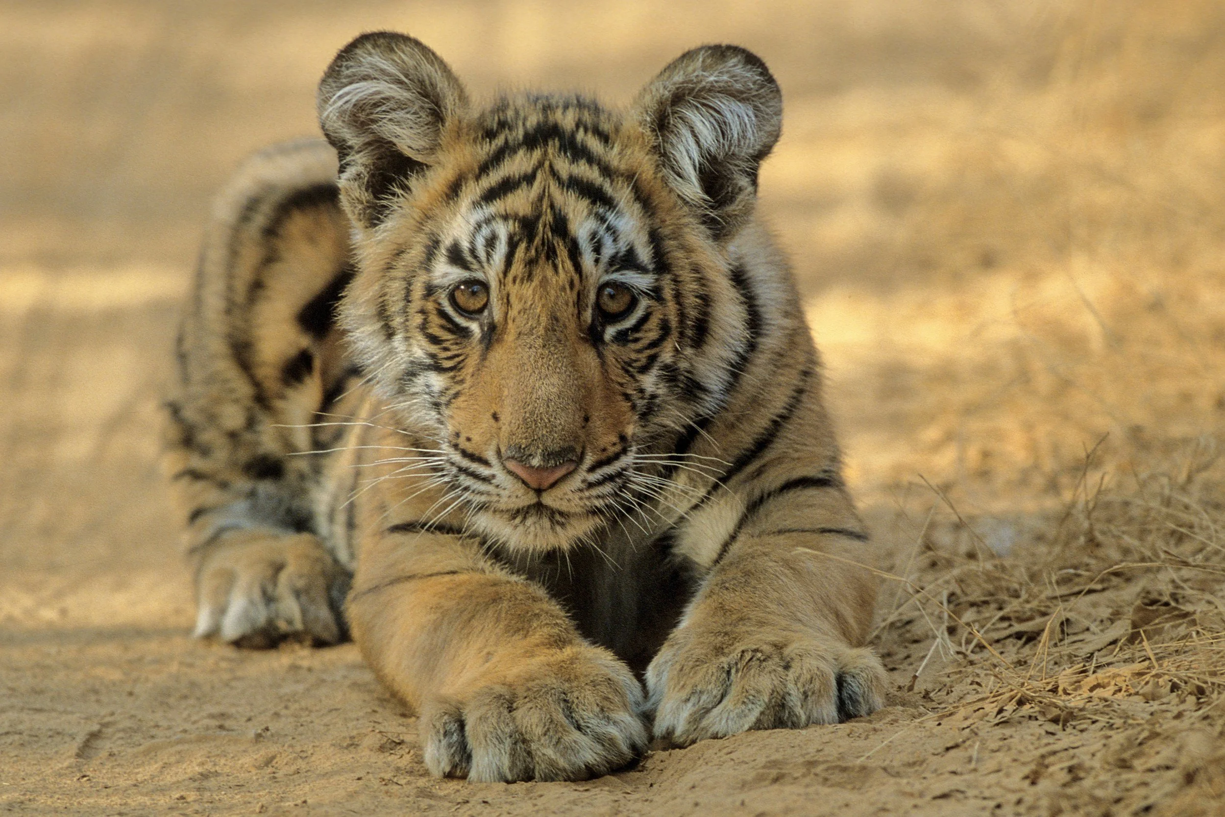 One of the two cubs, a few months old · 2000