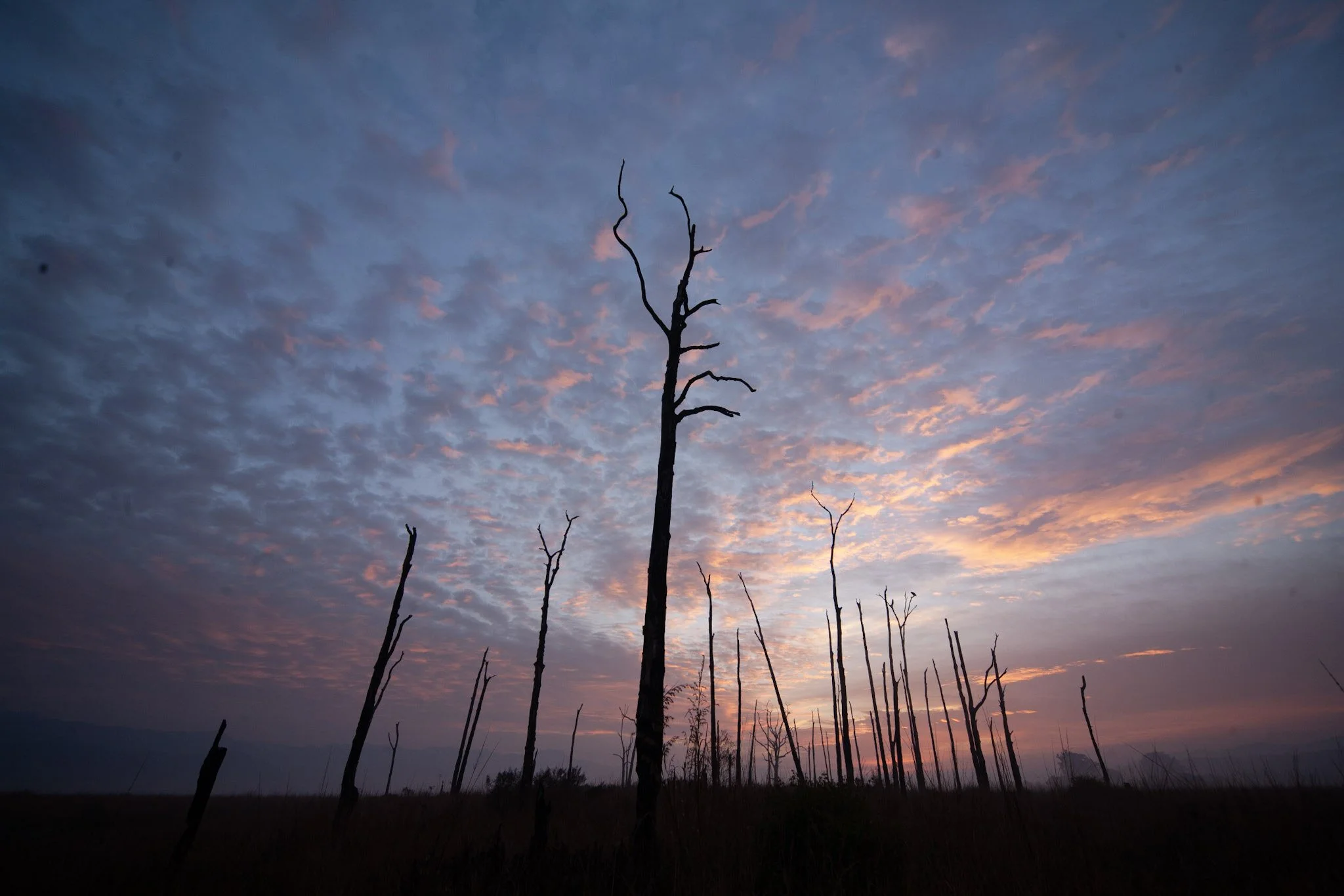 Dead trees at dawn