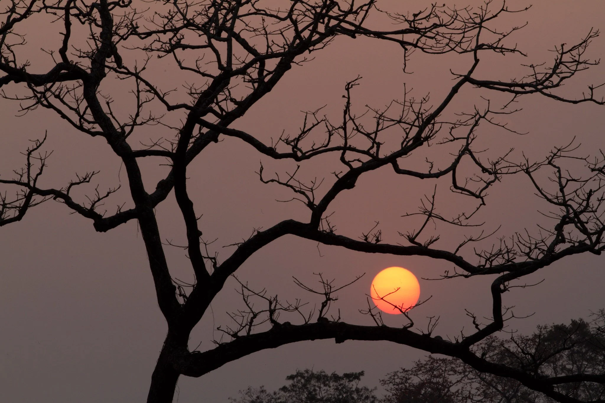 Sun in the branches