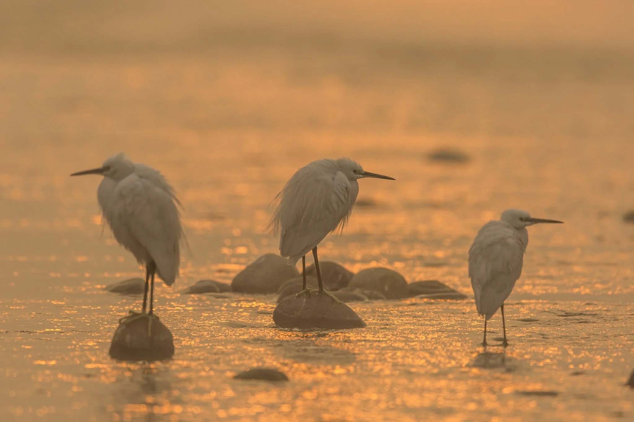 Egrets at first light