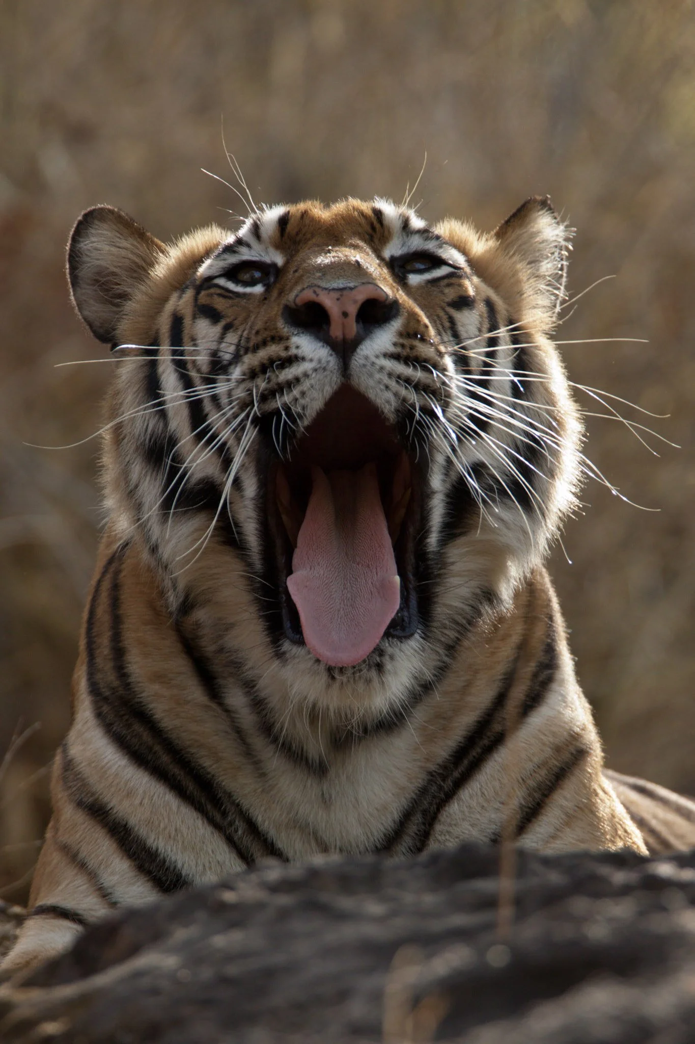 The yawn, Bandhavgarh, 2009