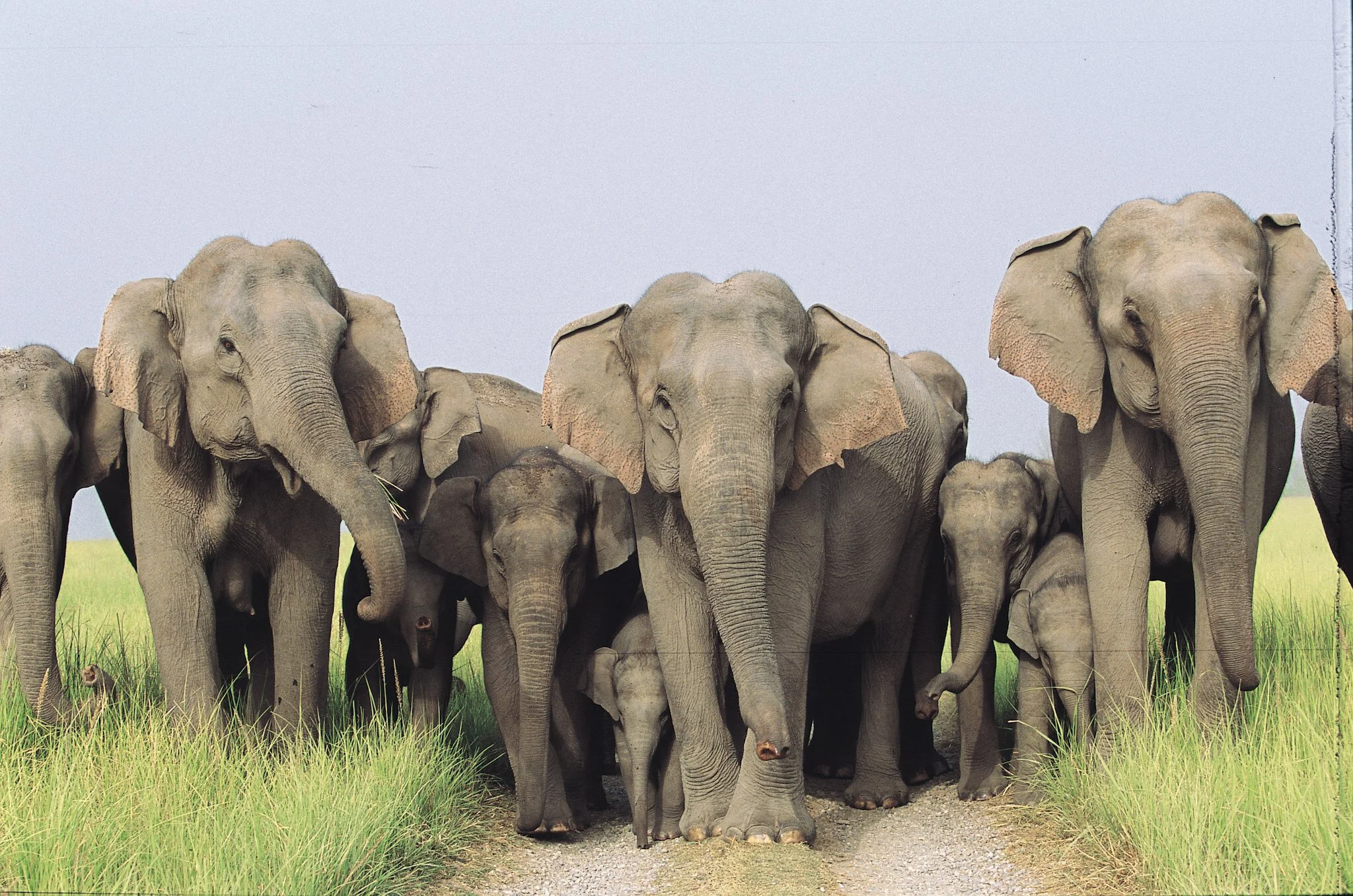 The herd comes down the track