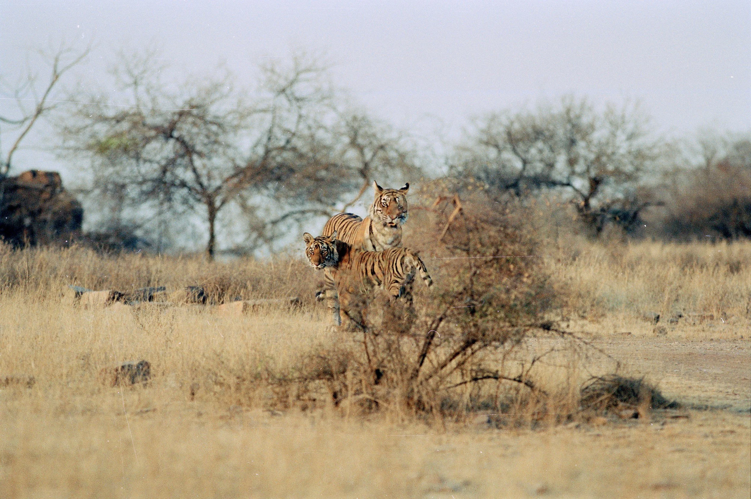 Mother and cub in the winter grass below the fort · 1998