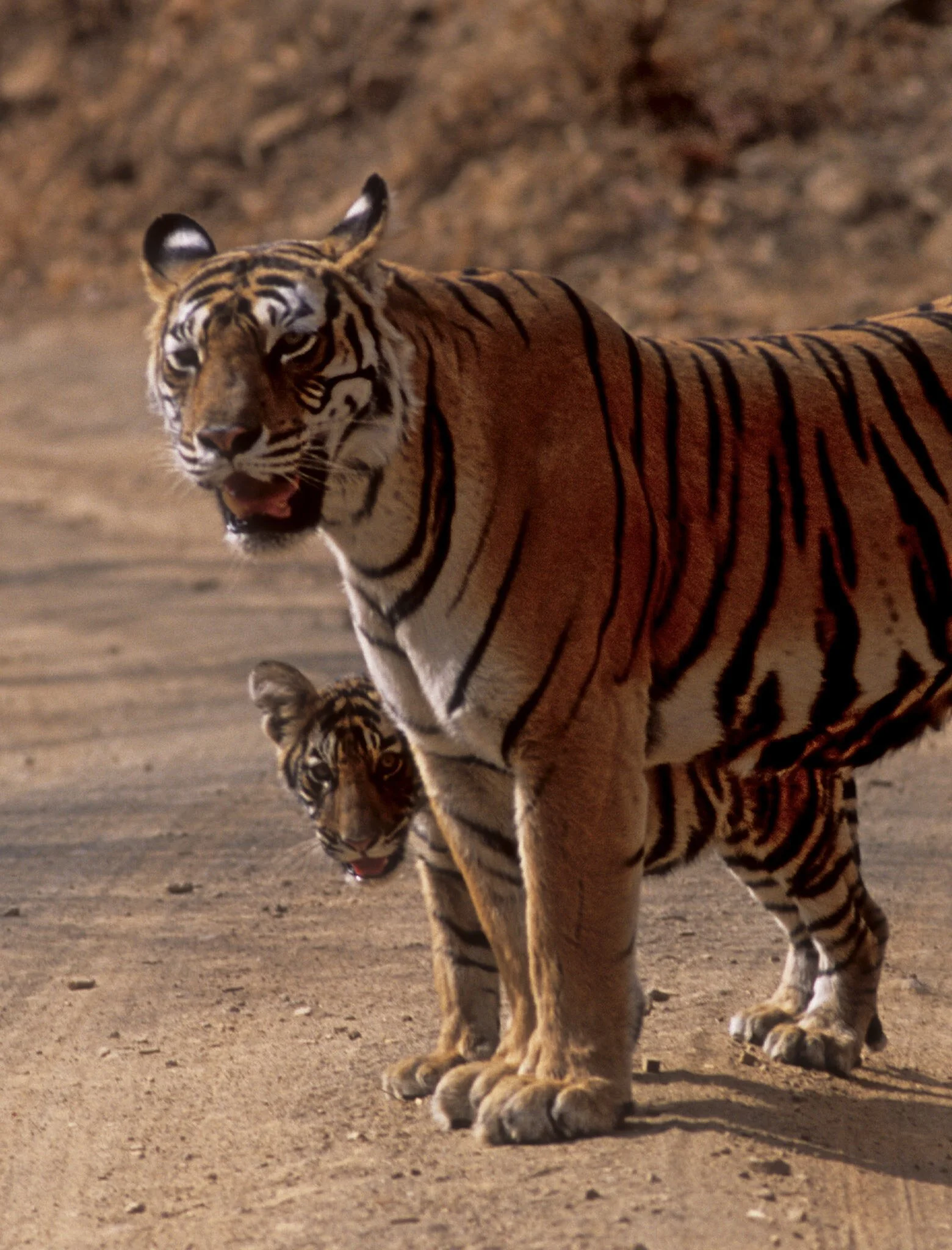 Tigress with cubs, Ranthambhore (film)