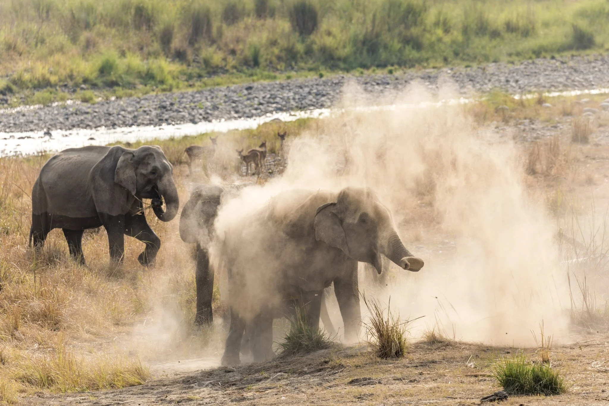 Dust bath, 2017