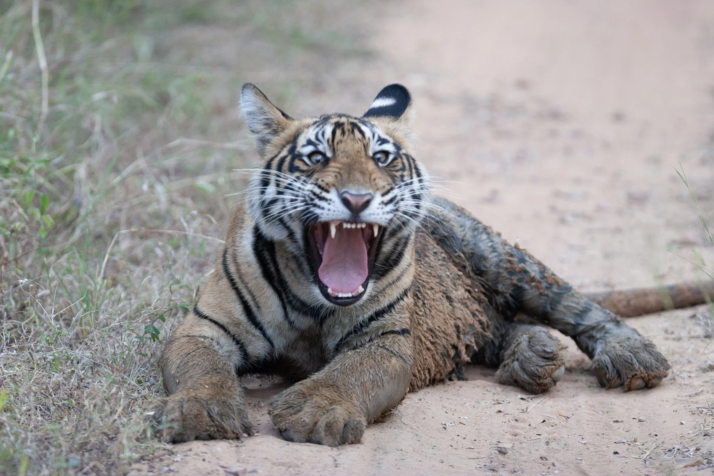 A third-litter cub yawning on the track · 2005