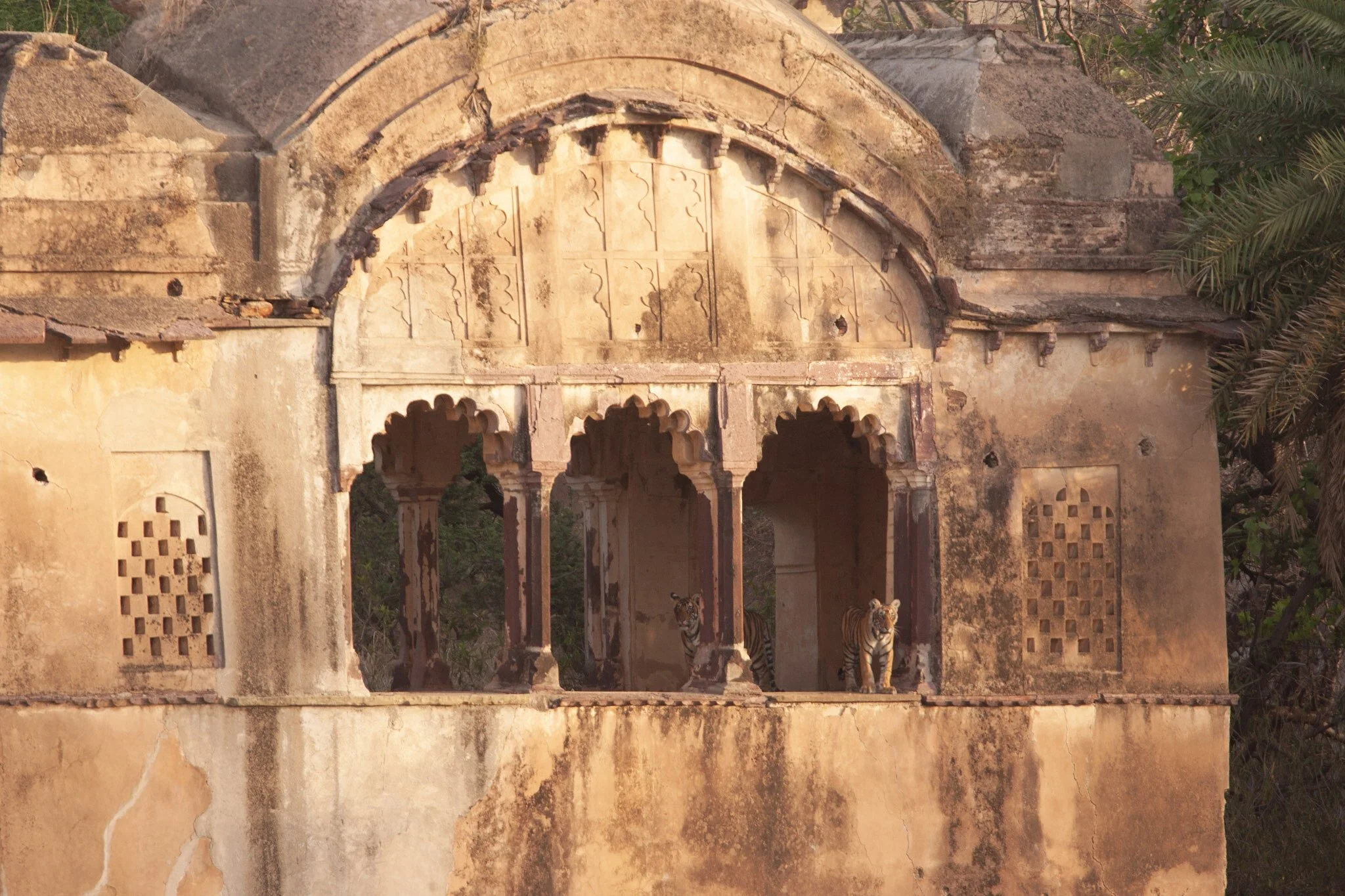 Tiger at Raj Bagh ruins, Ranthambhore, 2007