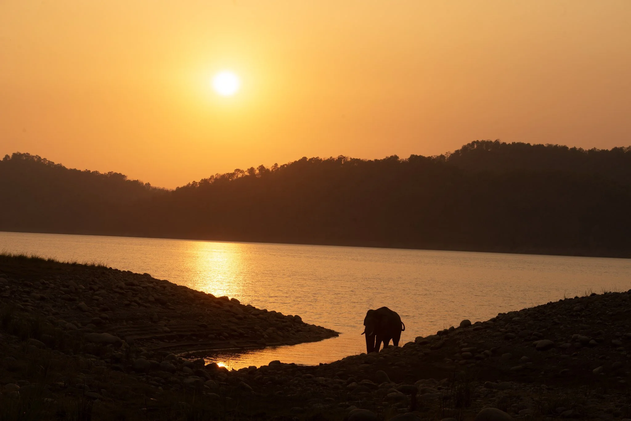 Elephant on the ridge at sunset
