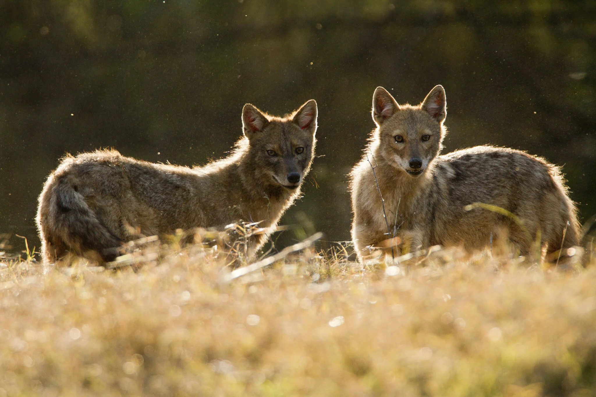 Golden jackals