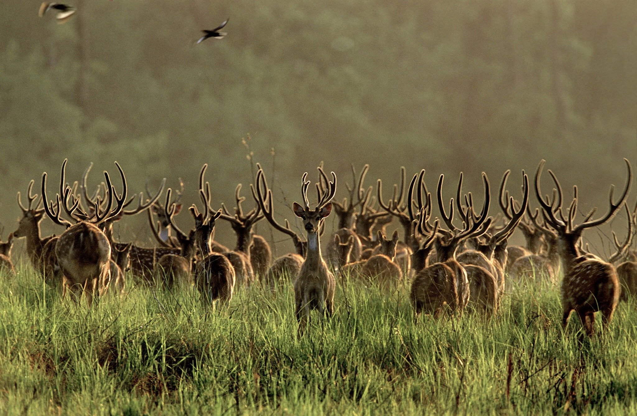 Barasingha stags, Kanha (film)