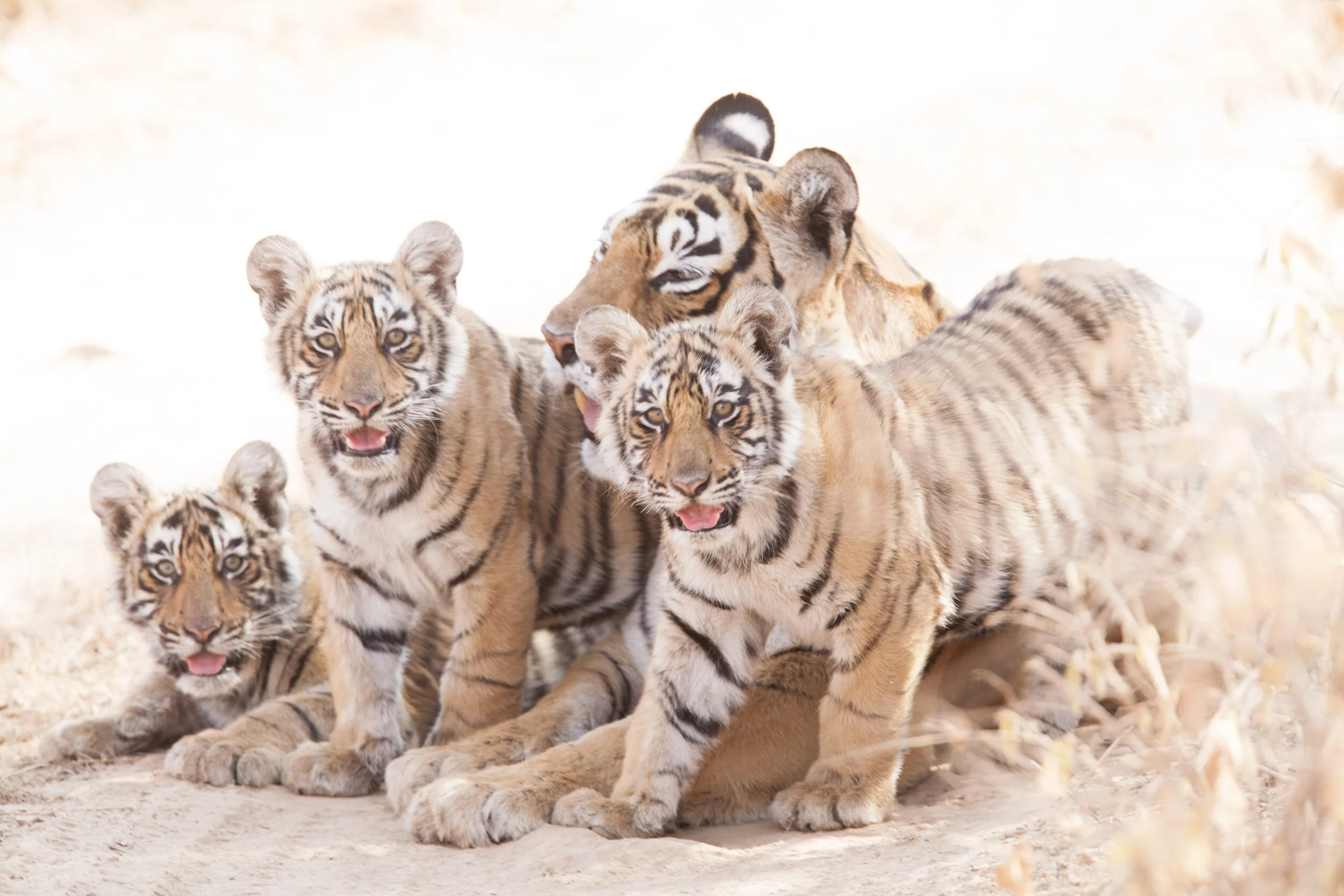 Ranthambhore Dynasty: Machli and her cubs, 1998–2008