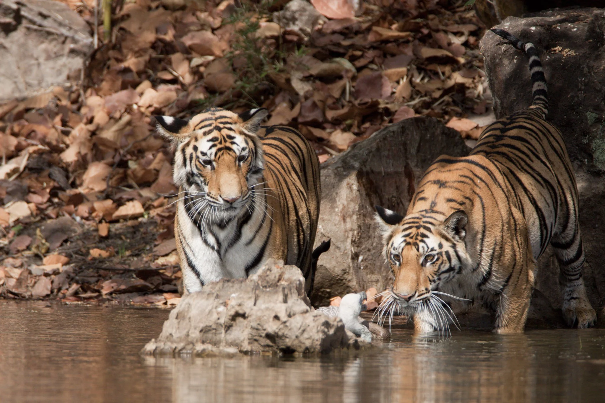 Young tigers drinking, Bandhavgarh, 2009
