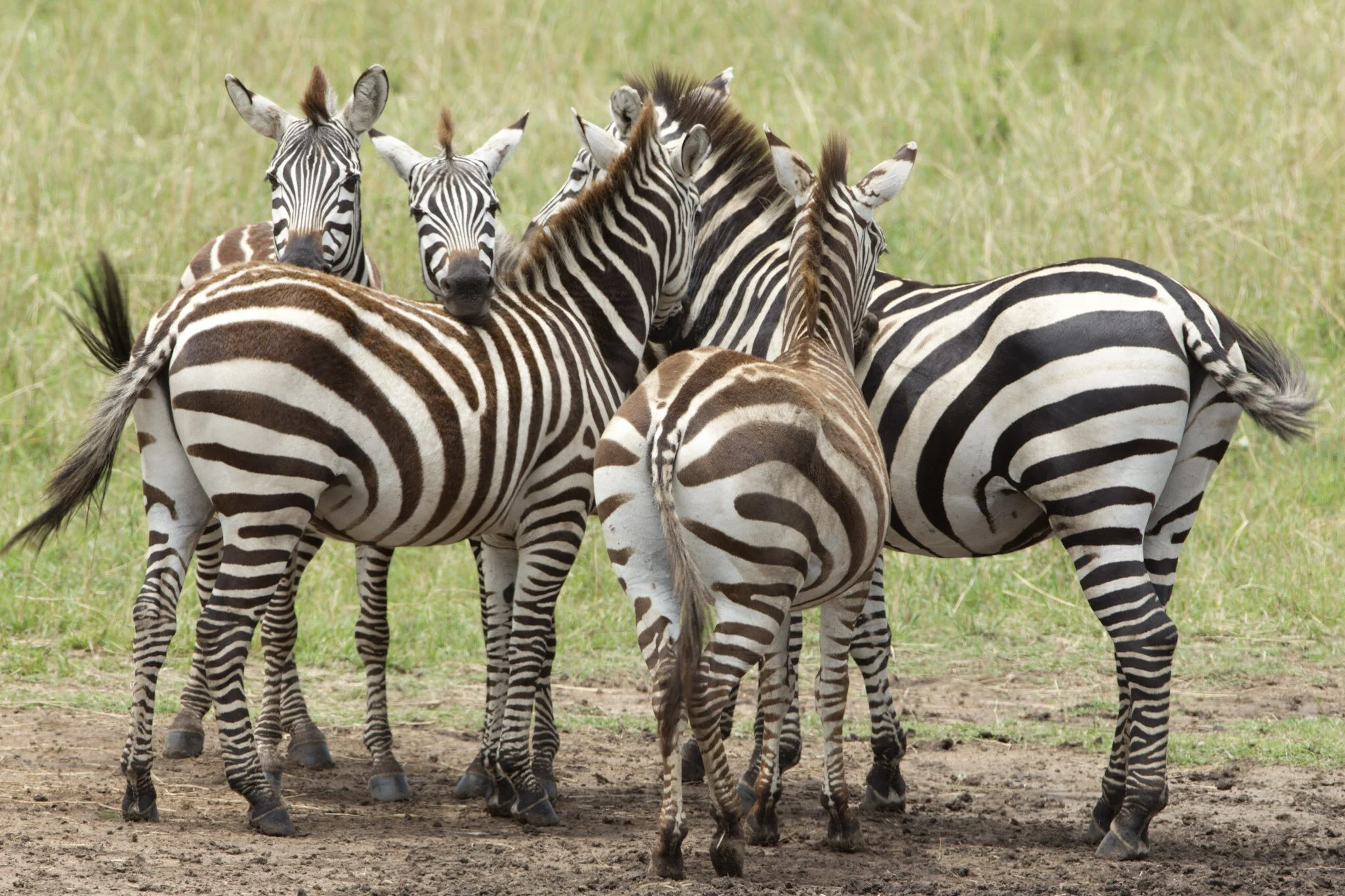 Zebras, Masai Mara