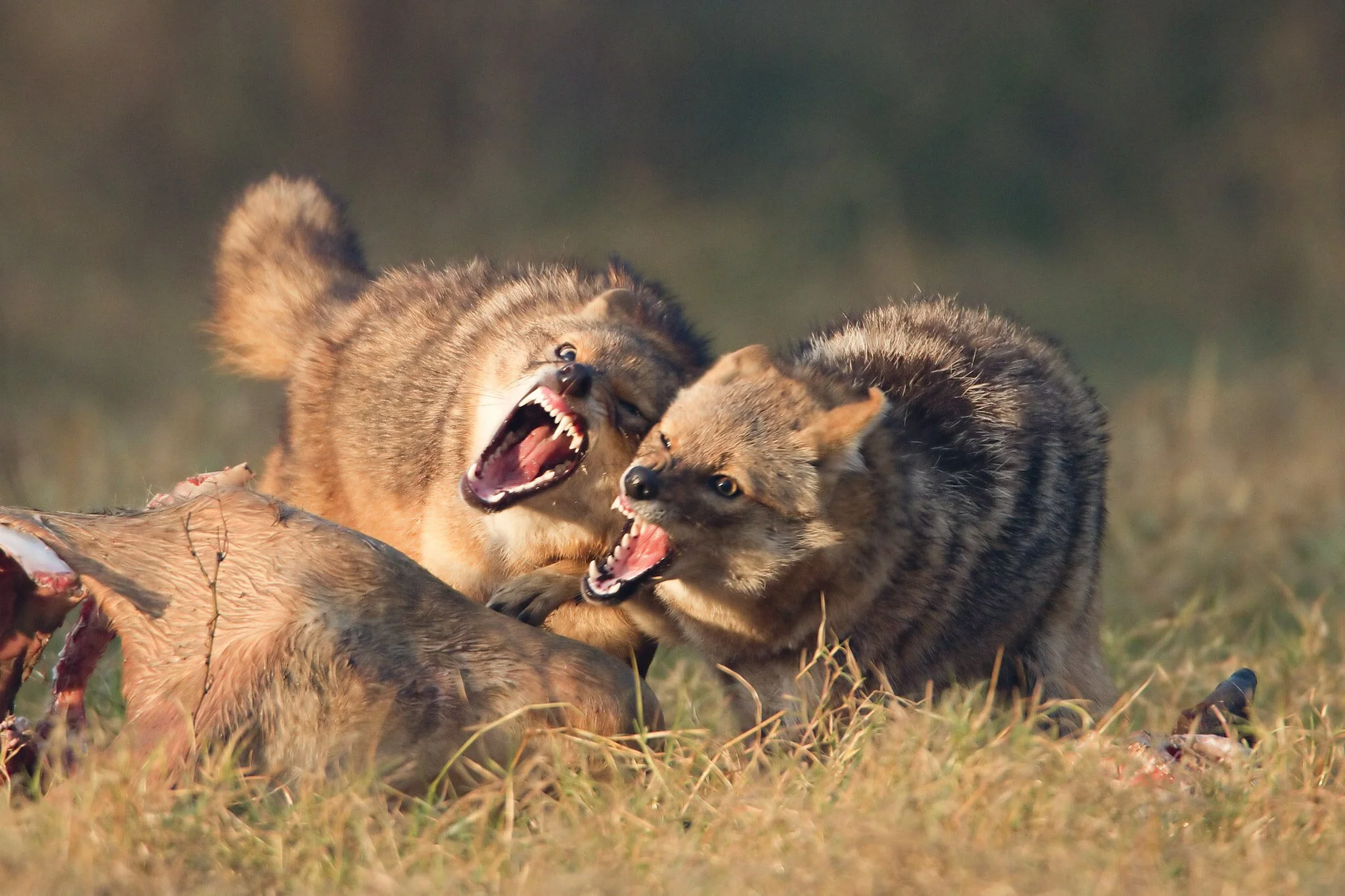 Jackals fighting