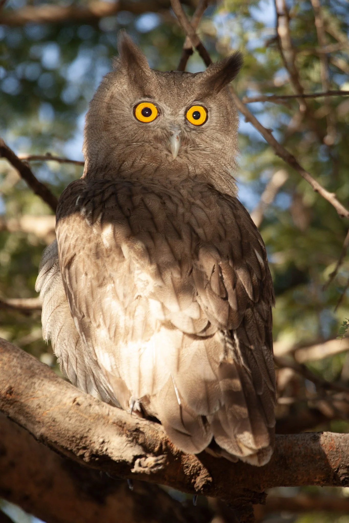 Dusky eagle owl