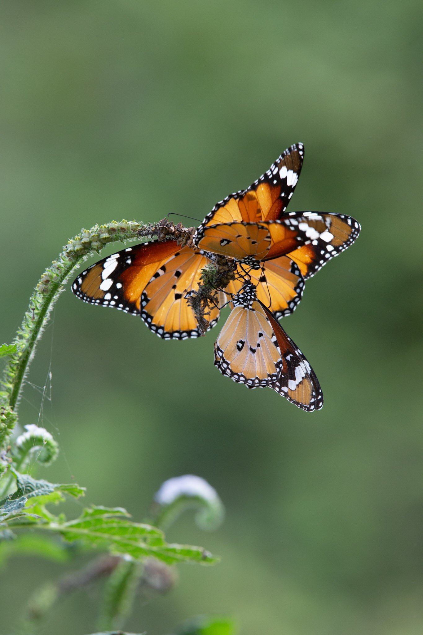 Plain tiger butterflies