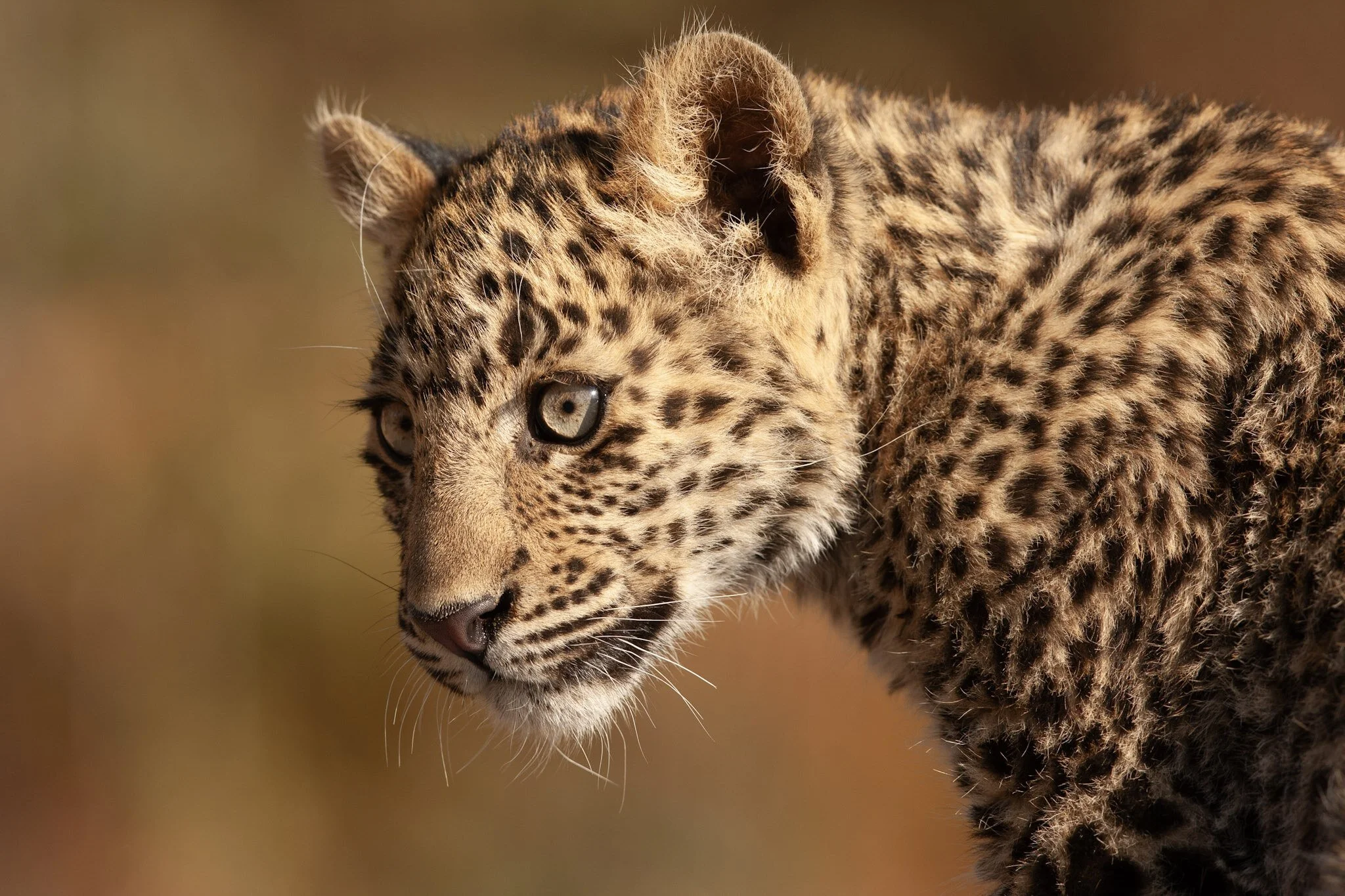 Leopard cub
