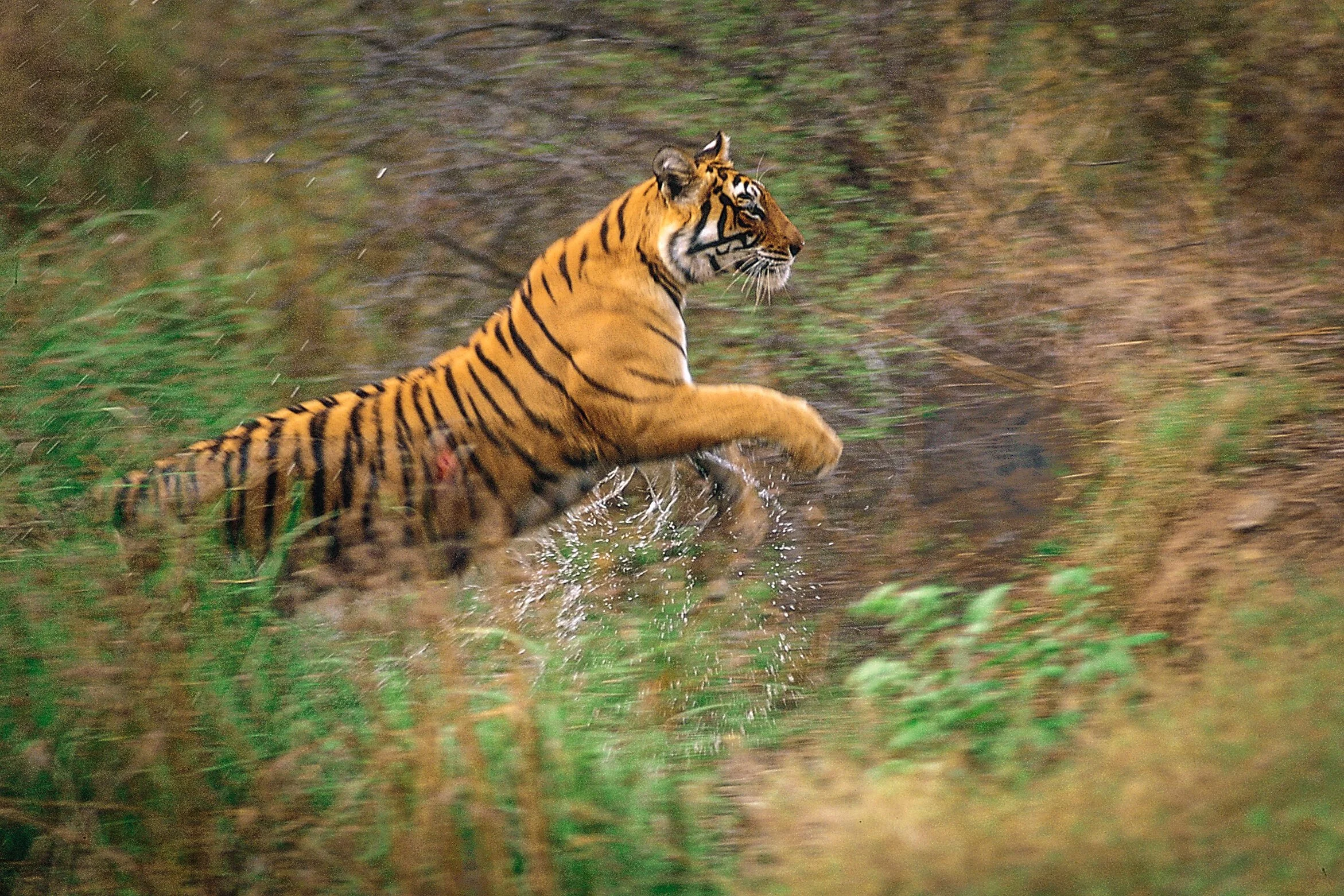 The Queen Mother — the Jhalra tigress, leaping through the grass · Ranthambhore, 1998