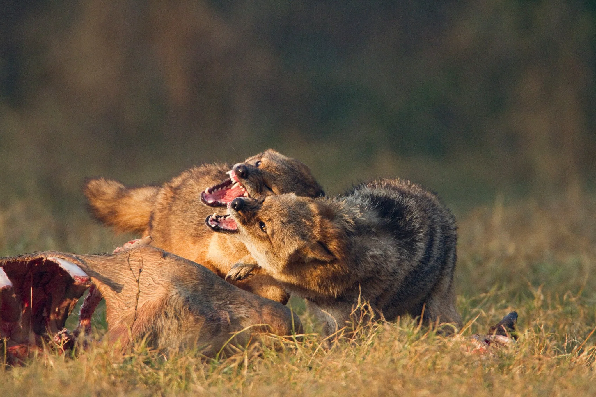 The fight breaks out beside the kill