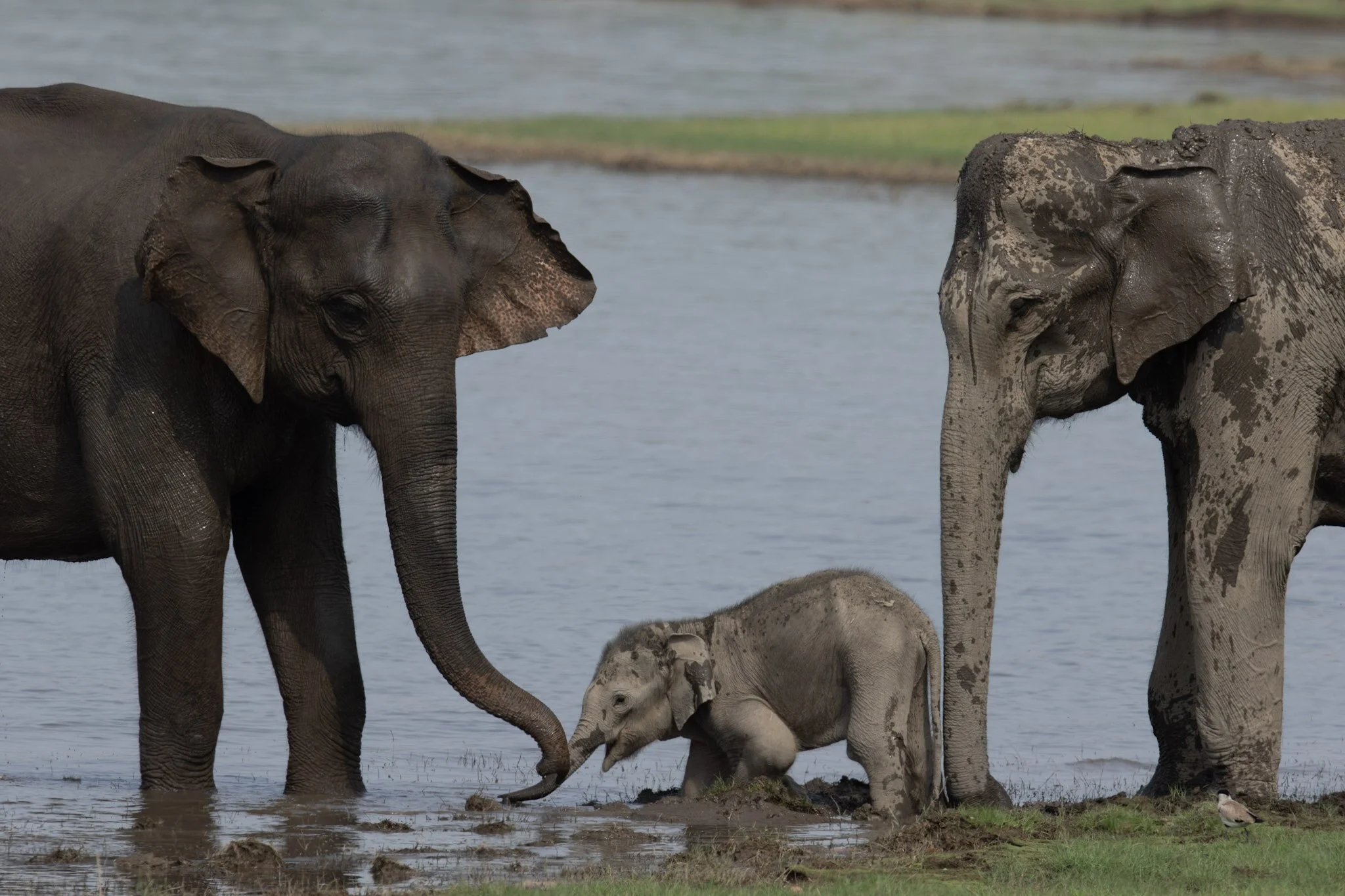 Calf between the adults