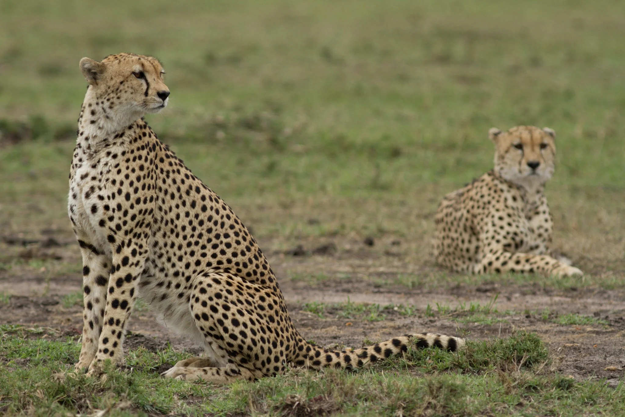 Cheetahs, Masai Mara
