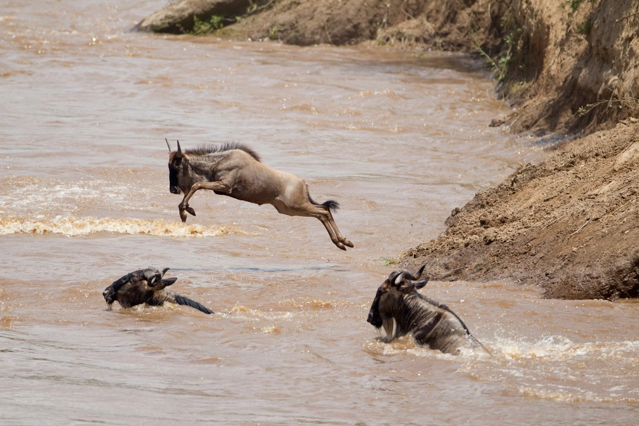 Into the river
