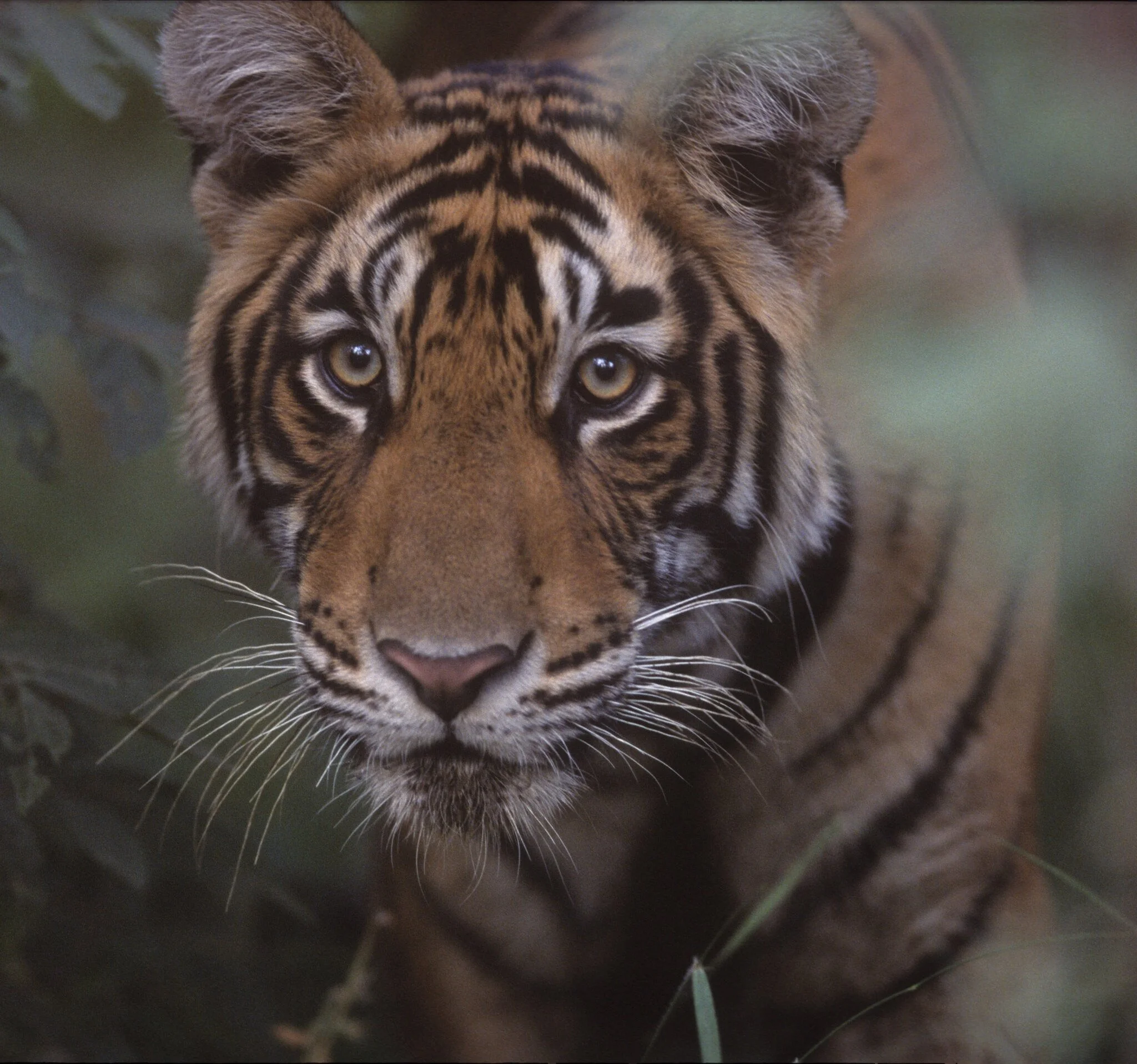 Tiger portrait, Ranthambhore (film)