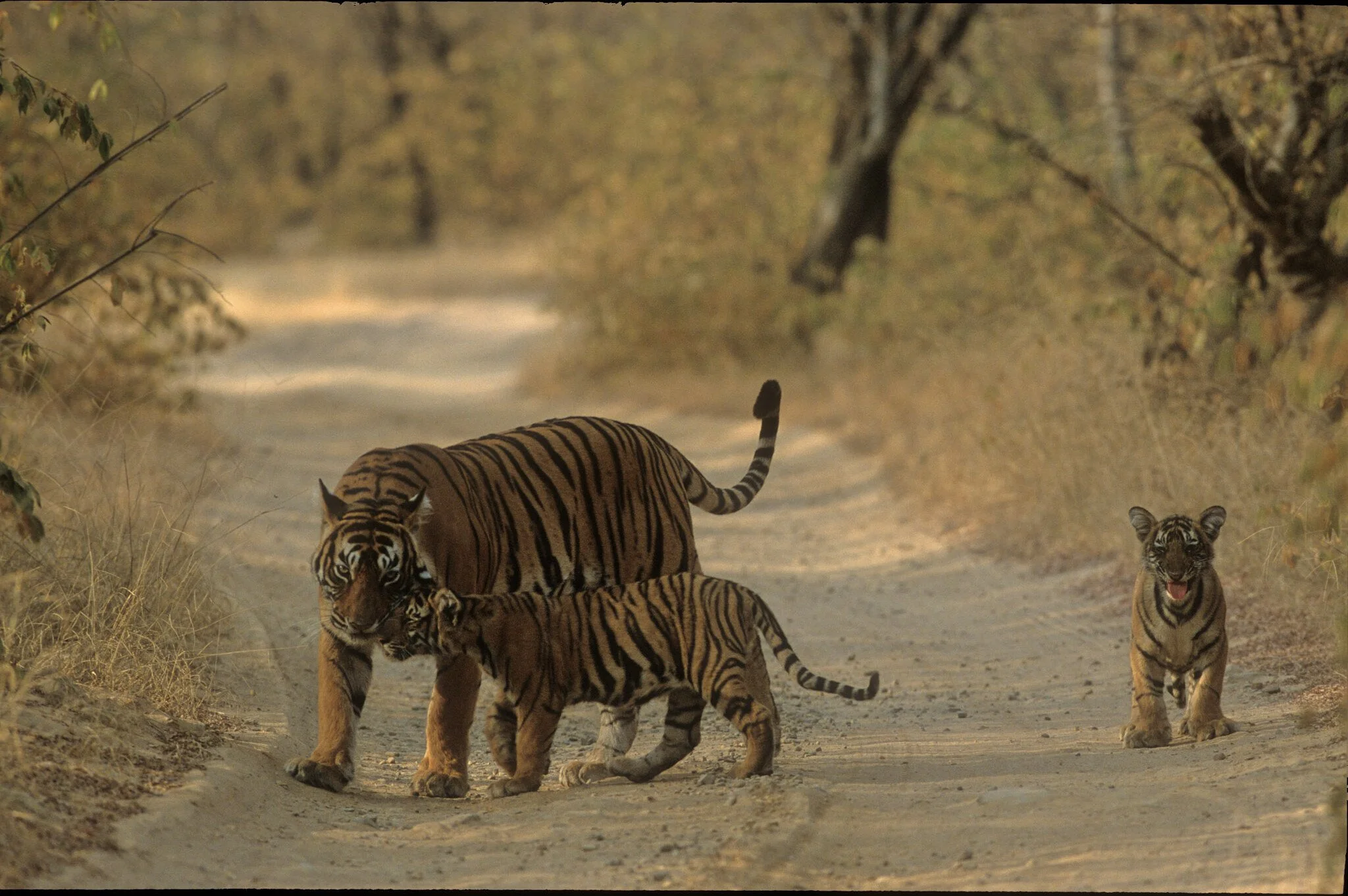 Tigress leading her cubs
